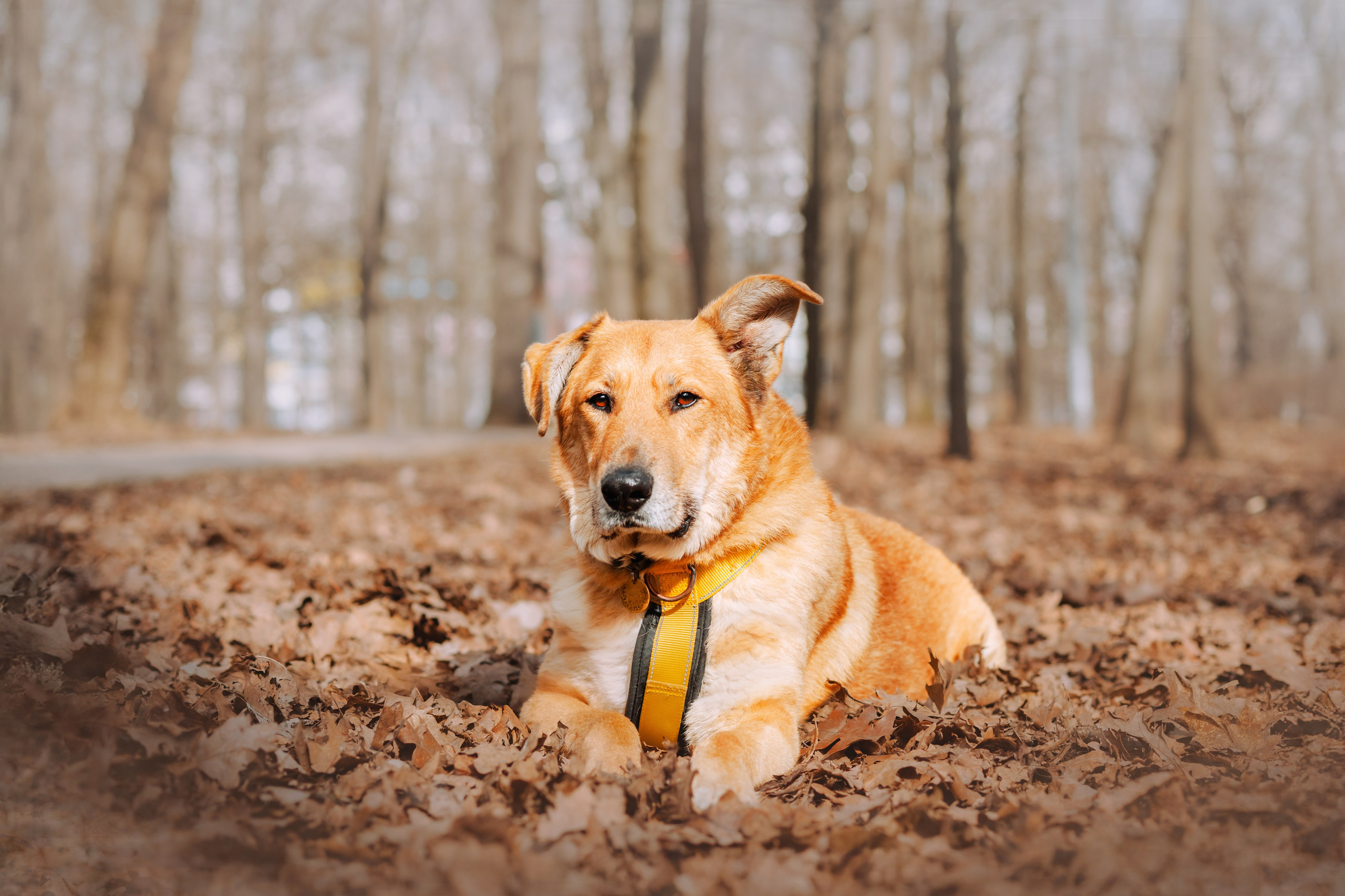 Собаки из приюта Дубовая роща весна 2025. Фотограф-анималист Татьяна Степанова