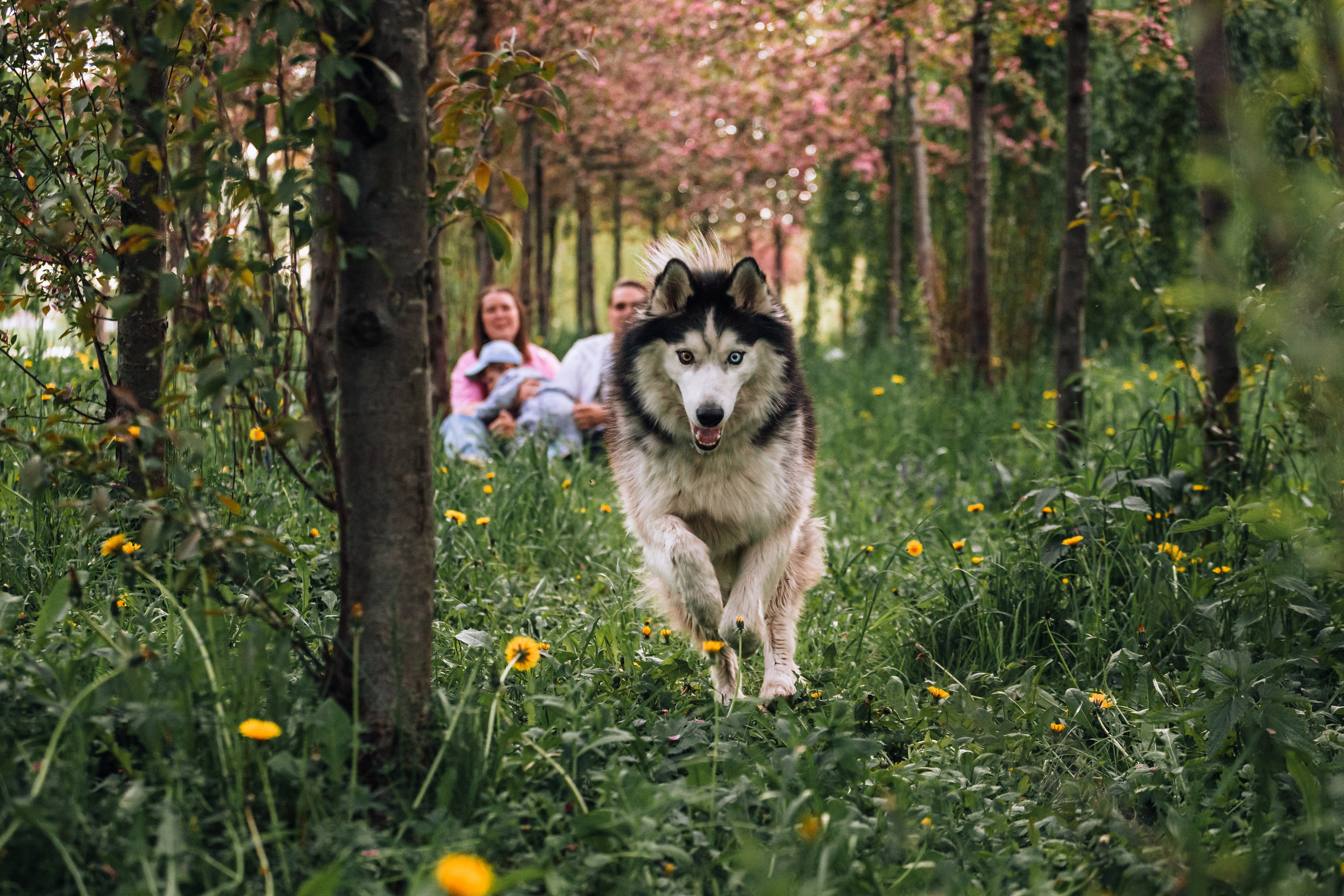 Семейная экспресс фотосессия в рамках фотодня. Фотограф-анималист Татьяна Степанова