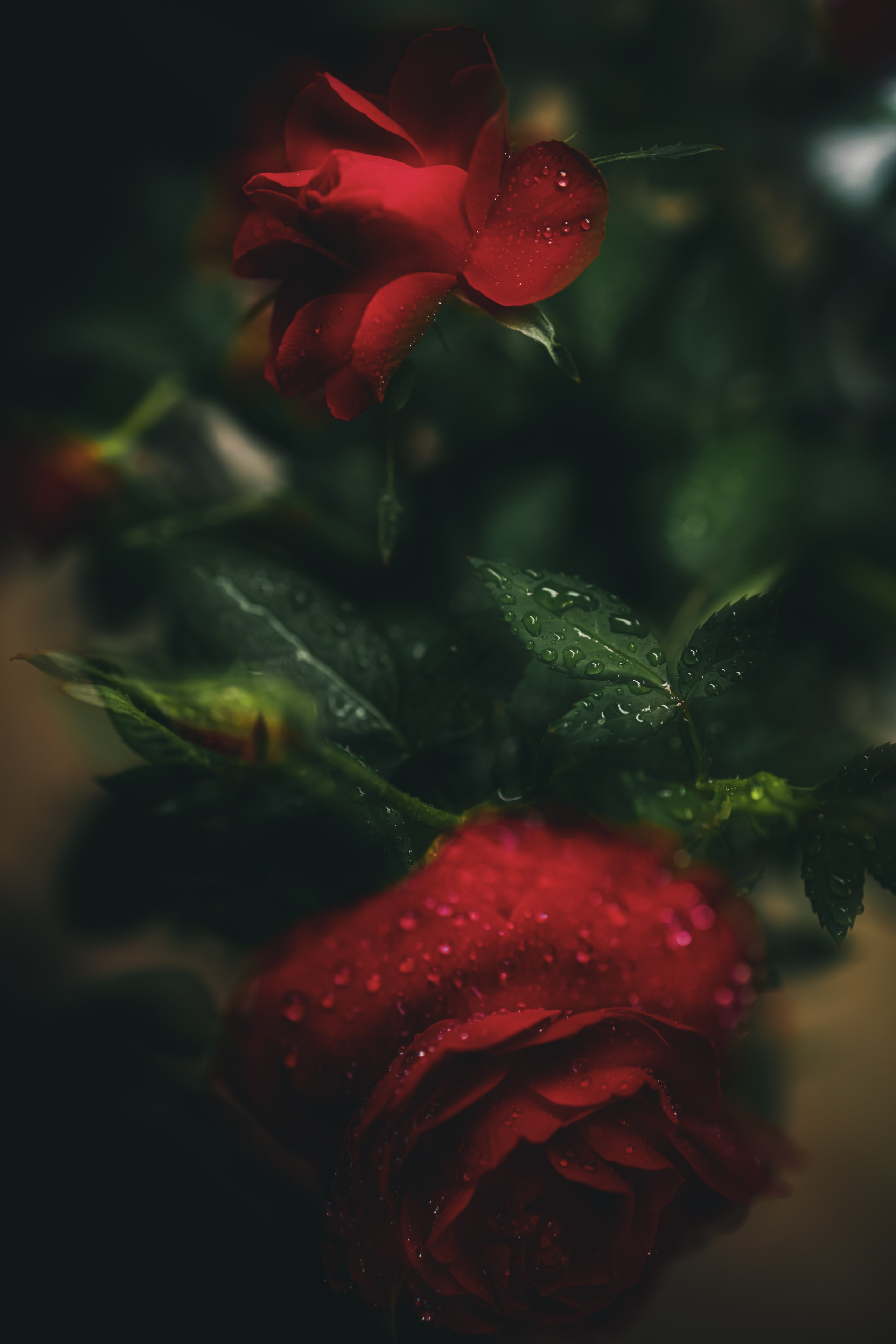 Природа &. Фотохудожник в СПб