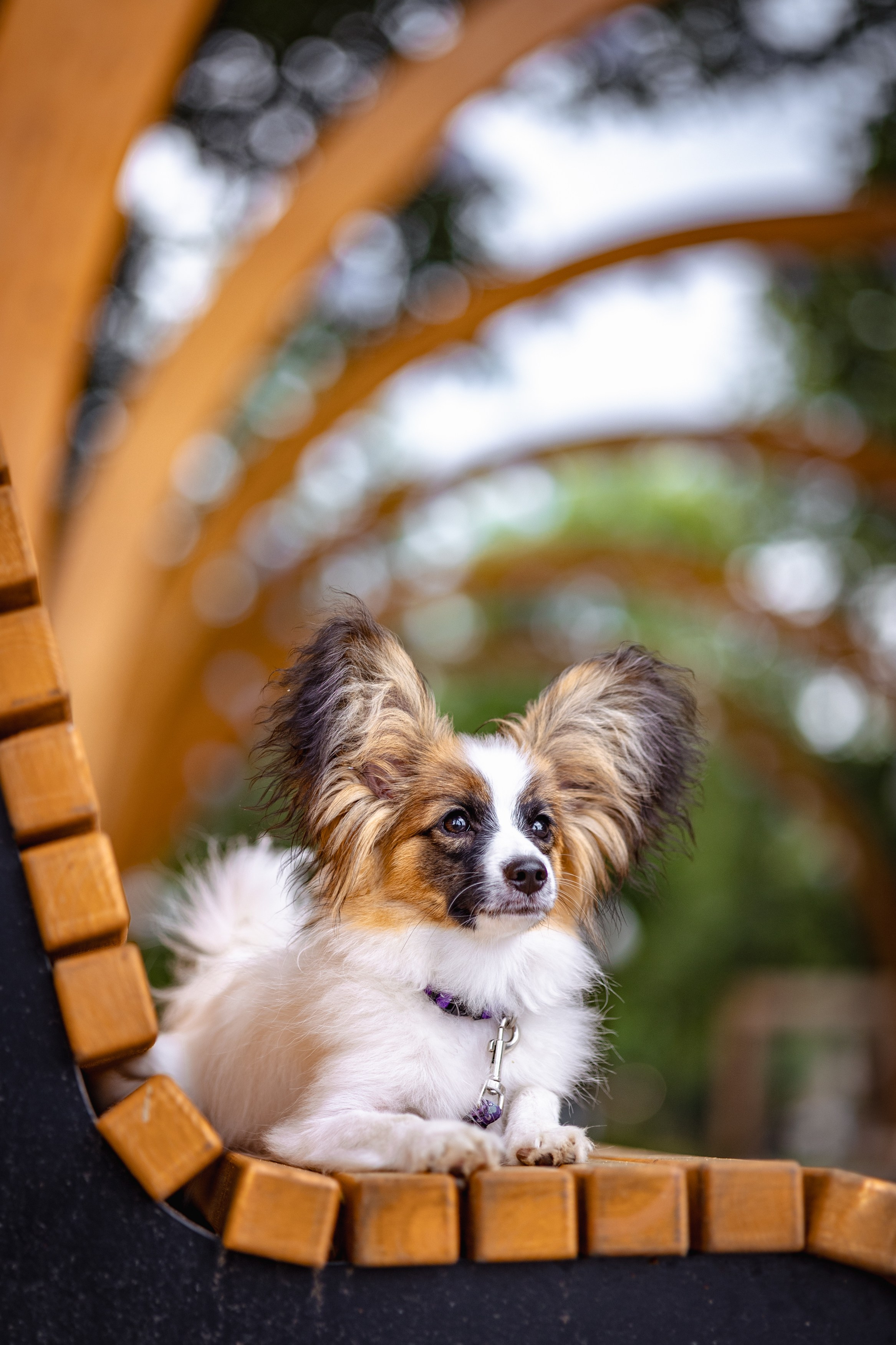 Хьюстон. Фотограф анималист Аня Ливанова | Рыбинск