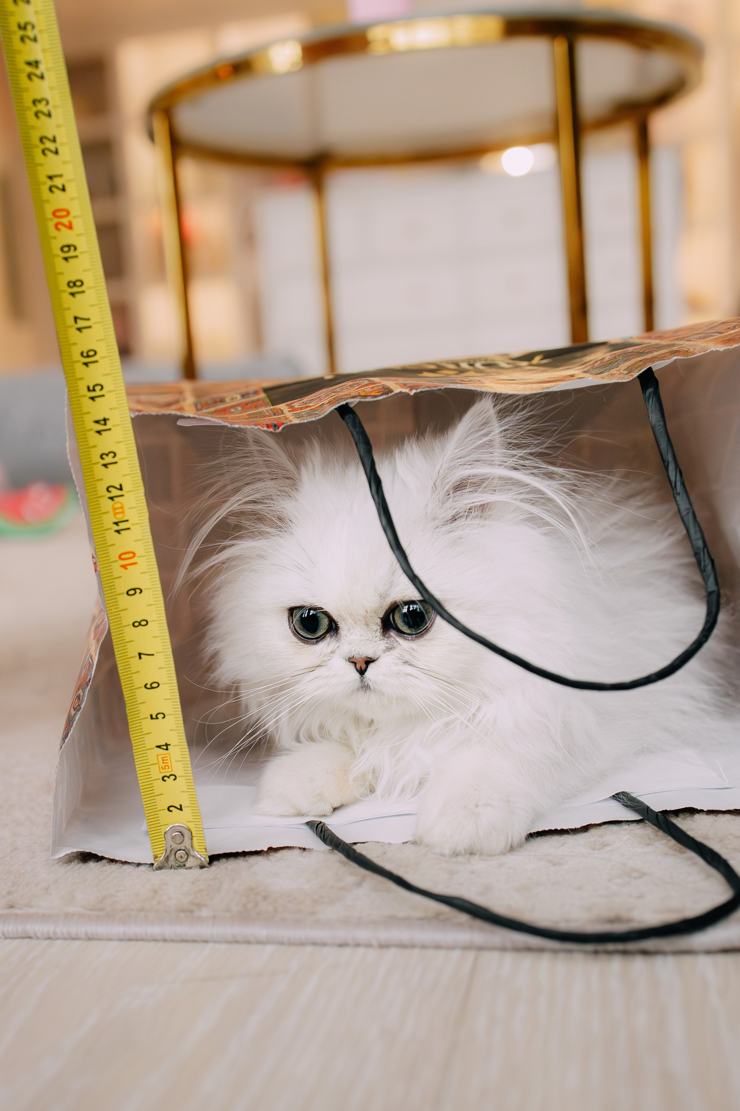 Султан, Мэй Мэй и Шанталь и их семья