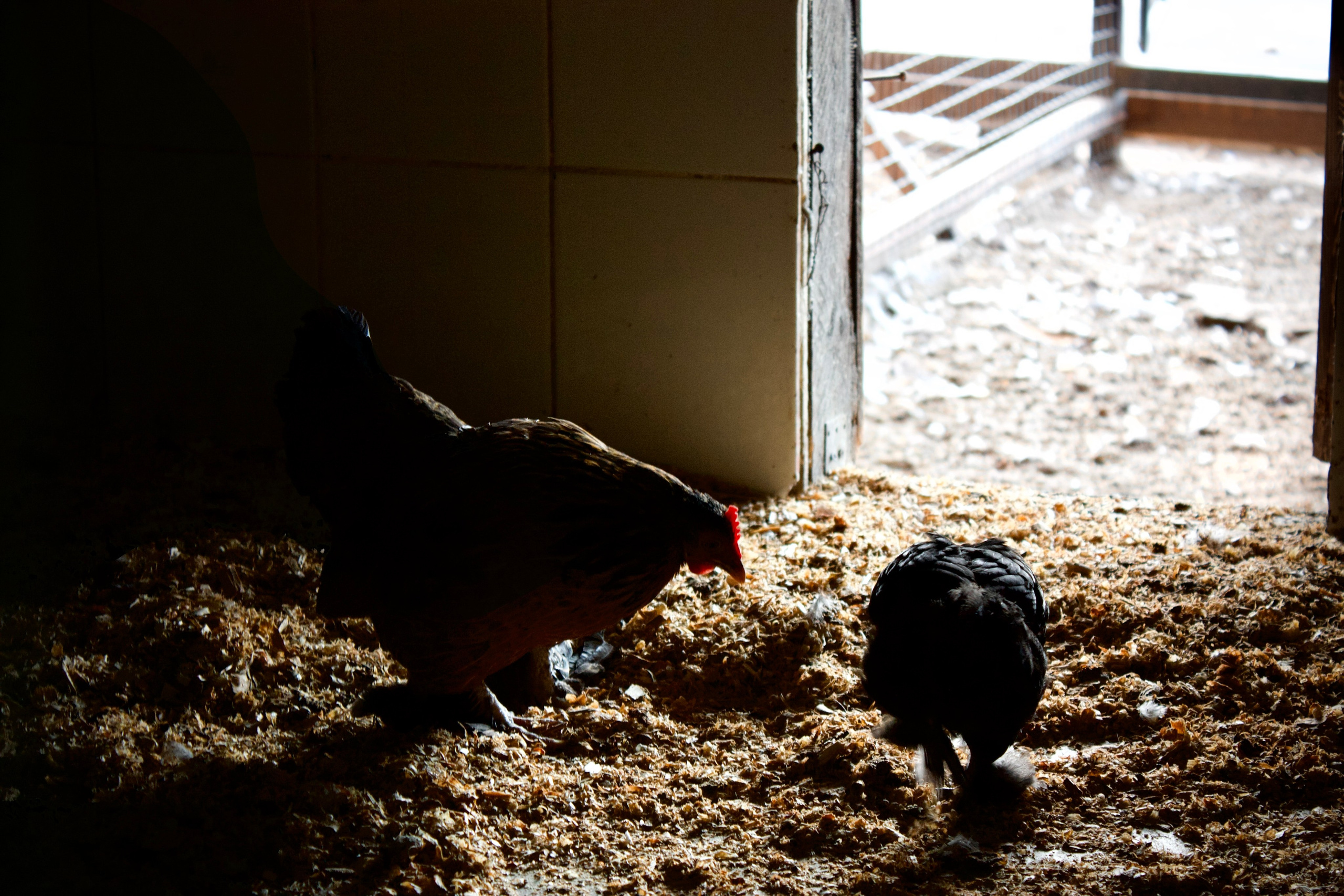 Анималистическая. KUPINИ | ФОТО — сайт портфолио по мультижанровой съёмке | фотограф Сергей Мар