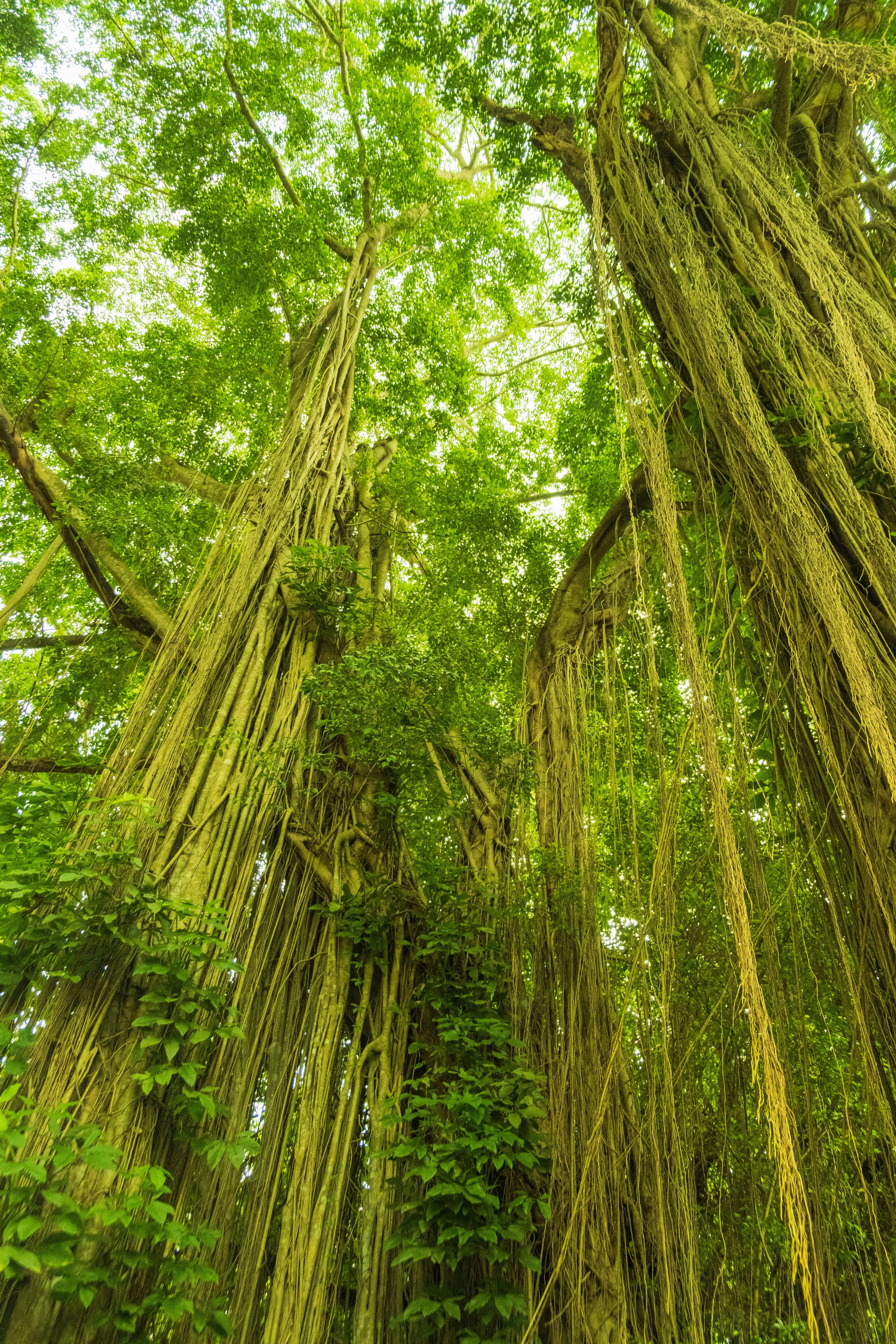 Остров Бали г. Убуд. Фотографии из путешествий
