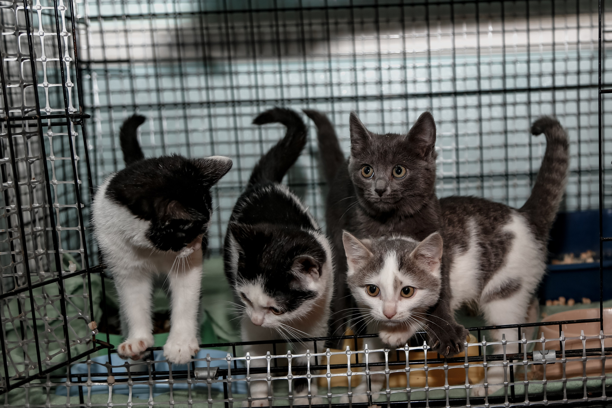 Приют Кошкин Дом Филимоша. Ваш фотограф в Оренбурге Рощупкина Екатерина