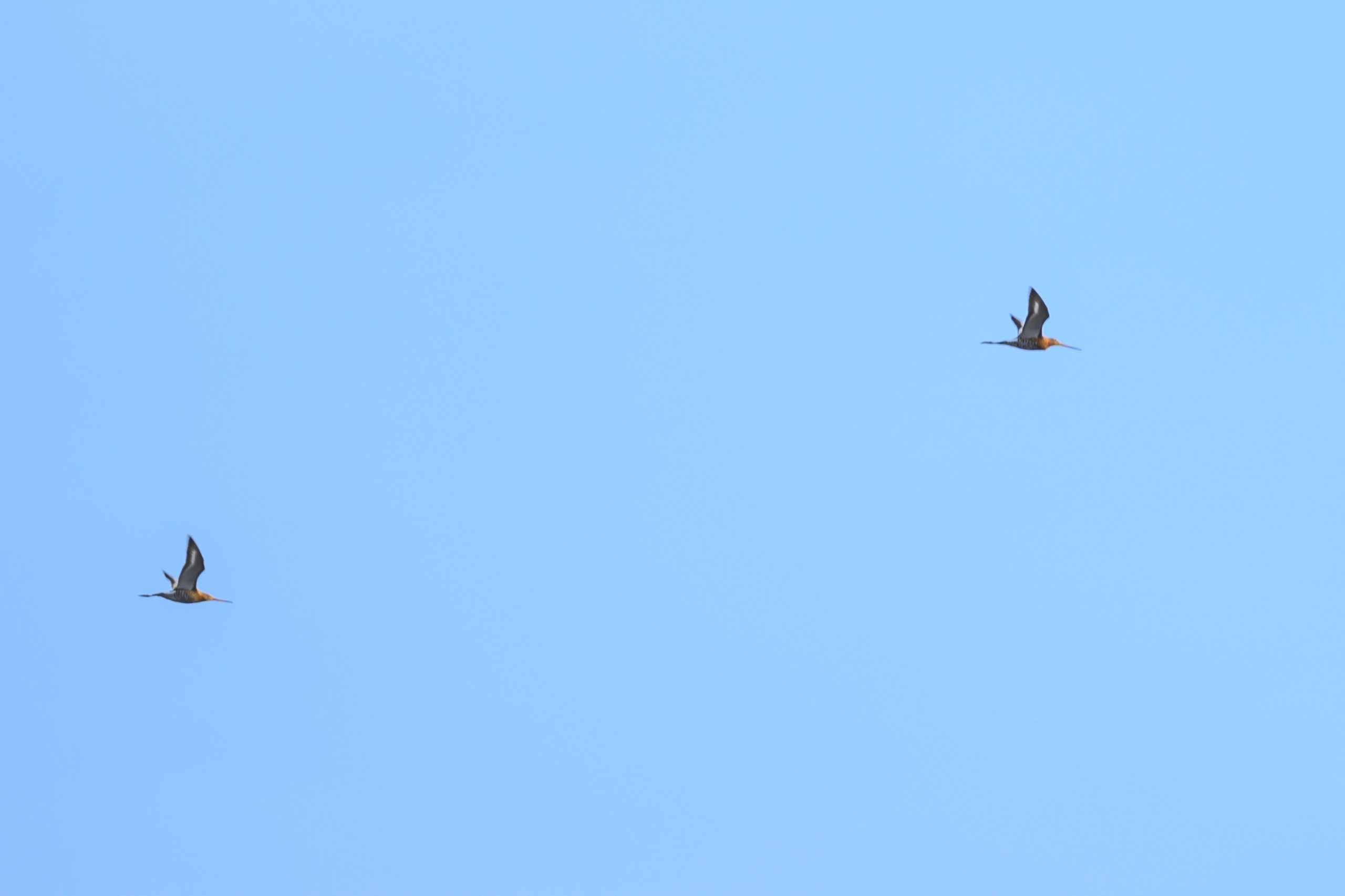 Гуси и веретенник. Wildlife photography by Sergey Puponin