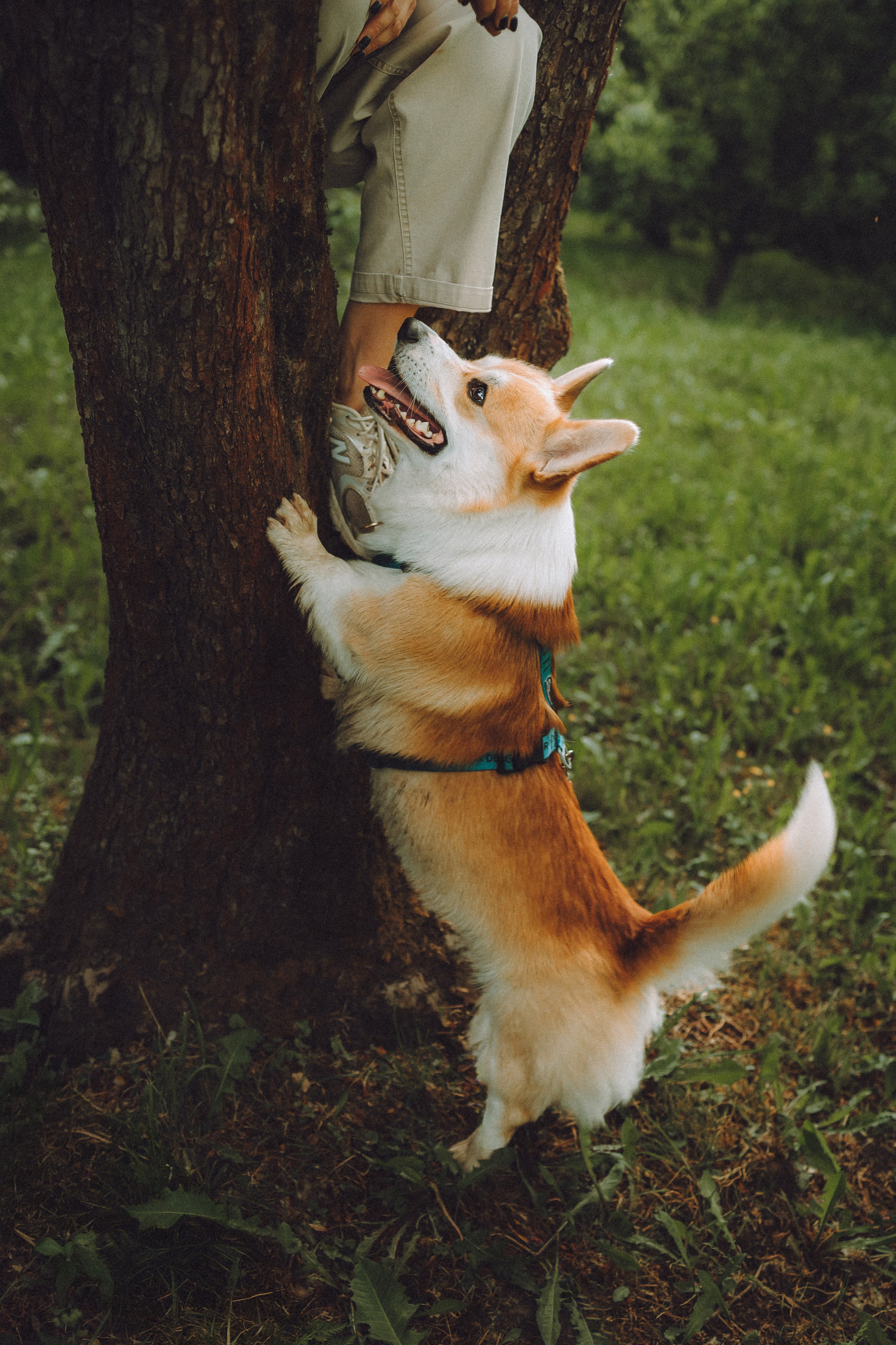 Вирджик и его семья