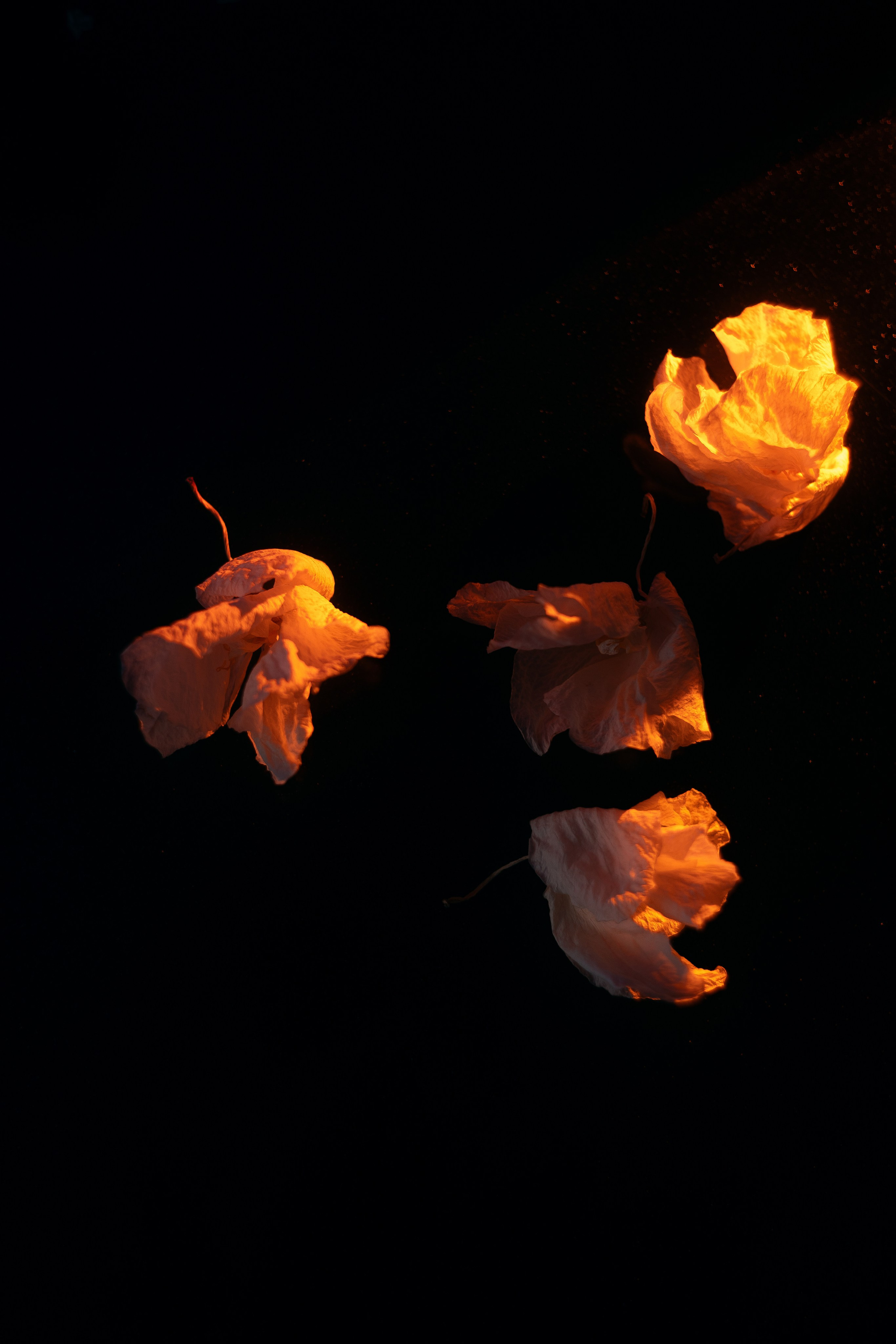 Shades of Bloom. Фотограф в Алматы Анастасия Новоселова