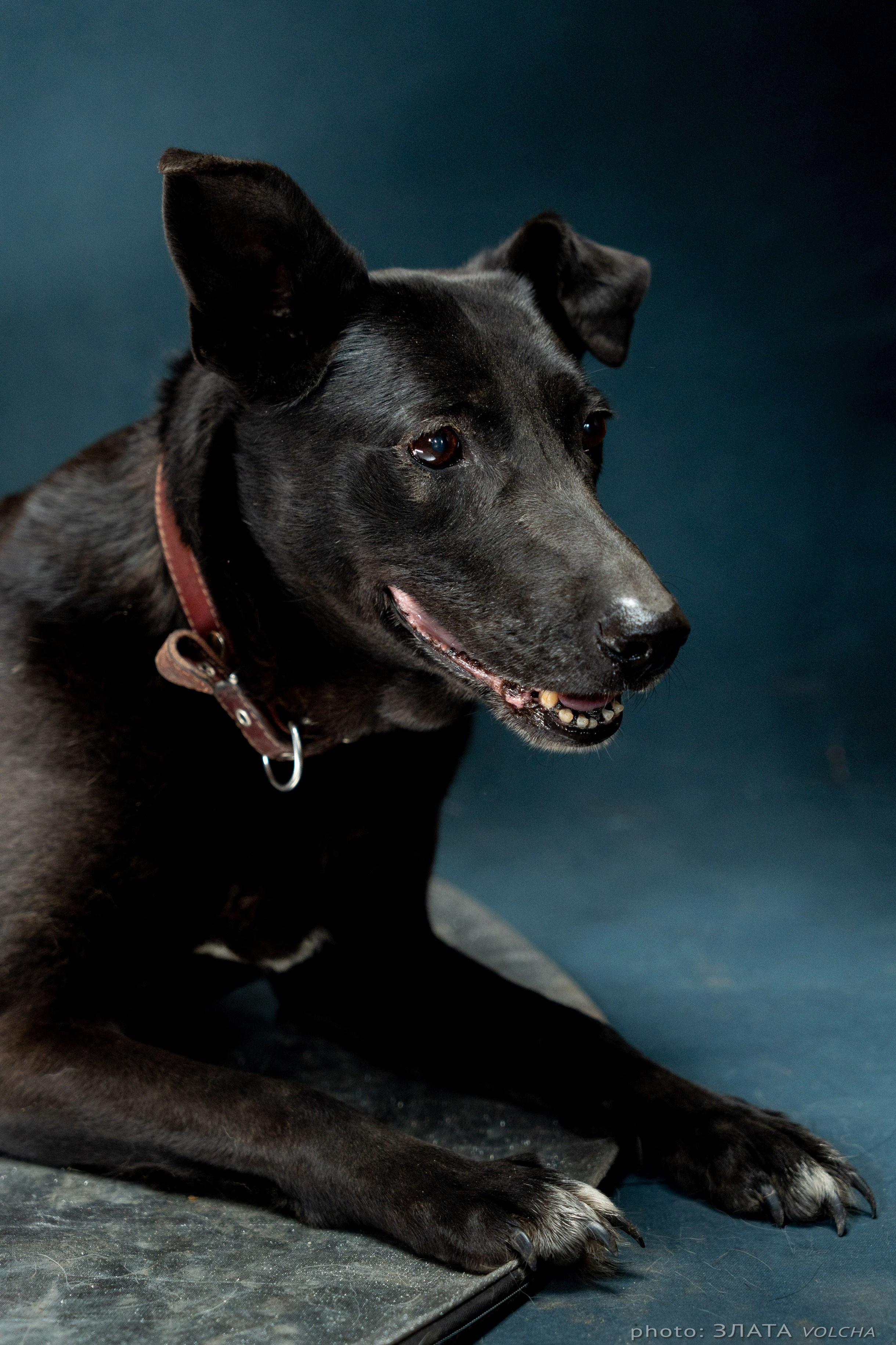 Собаки в студии. Фото, видео, монтаж