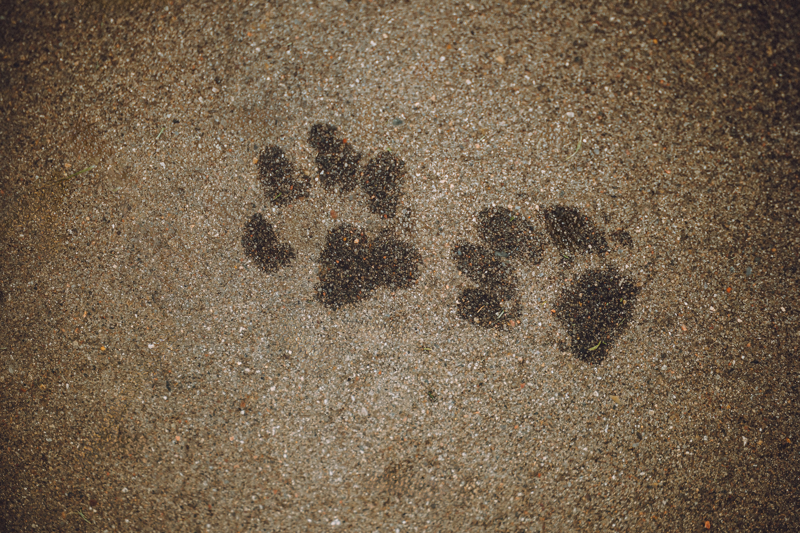 Пуговка и ее семья