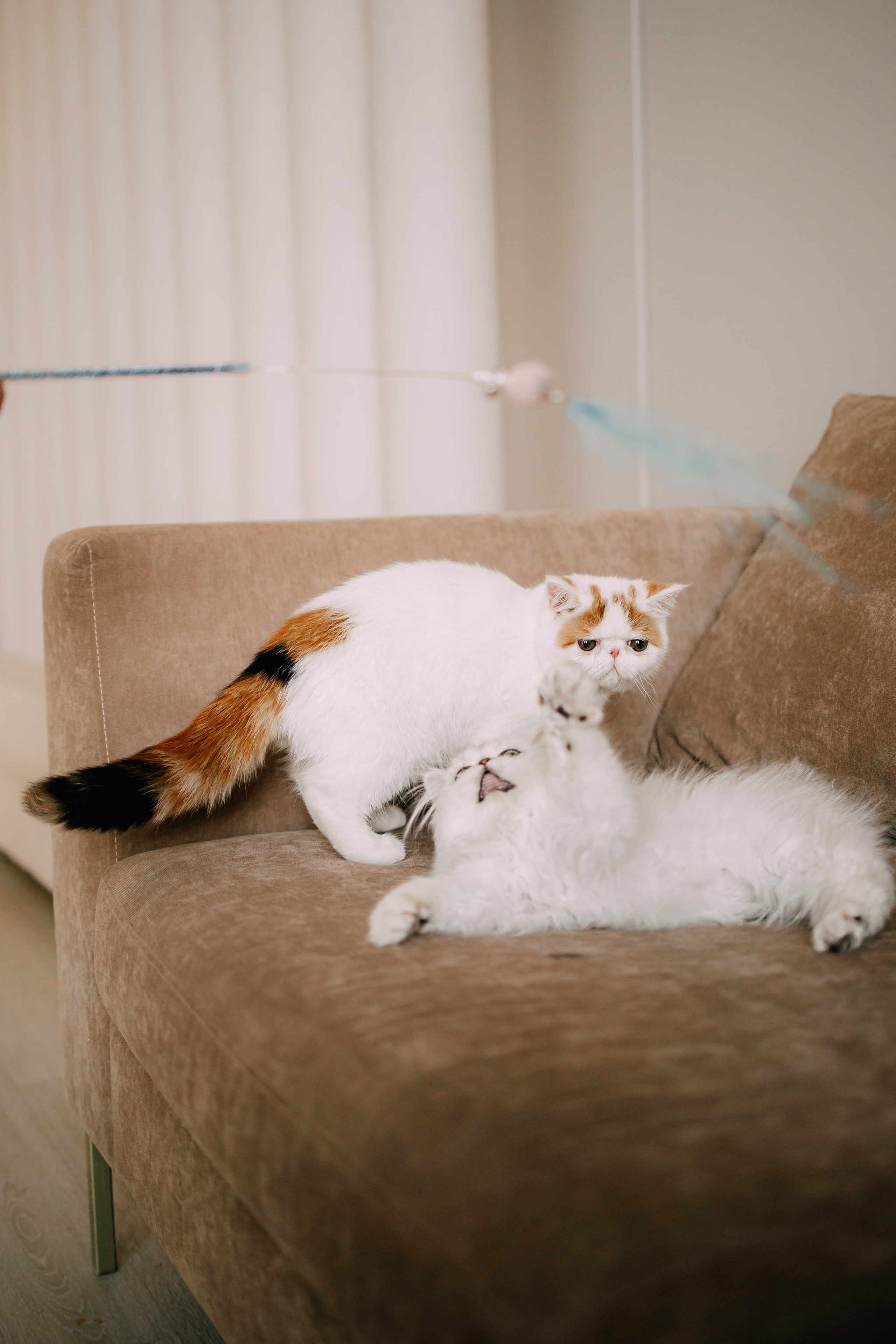 Султан, Мэй Мэй и Шанталь и их семья