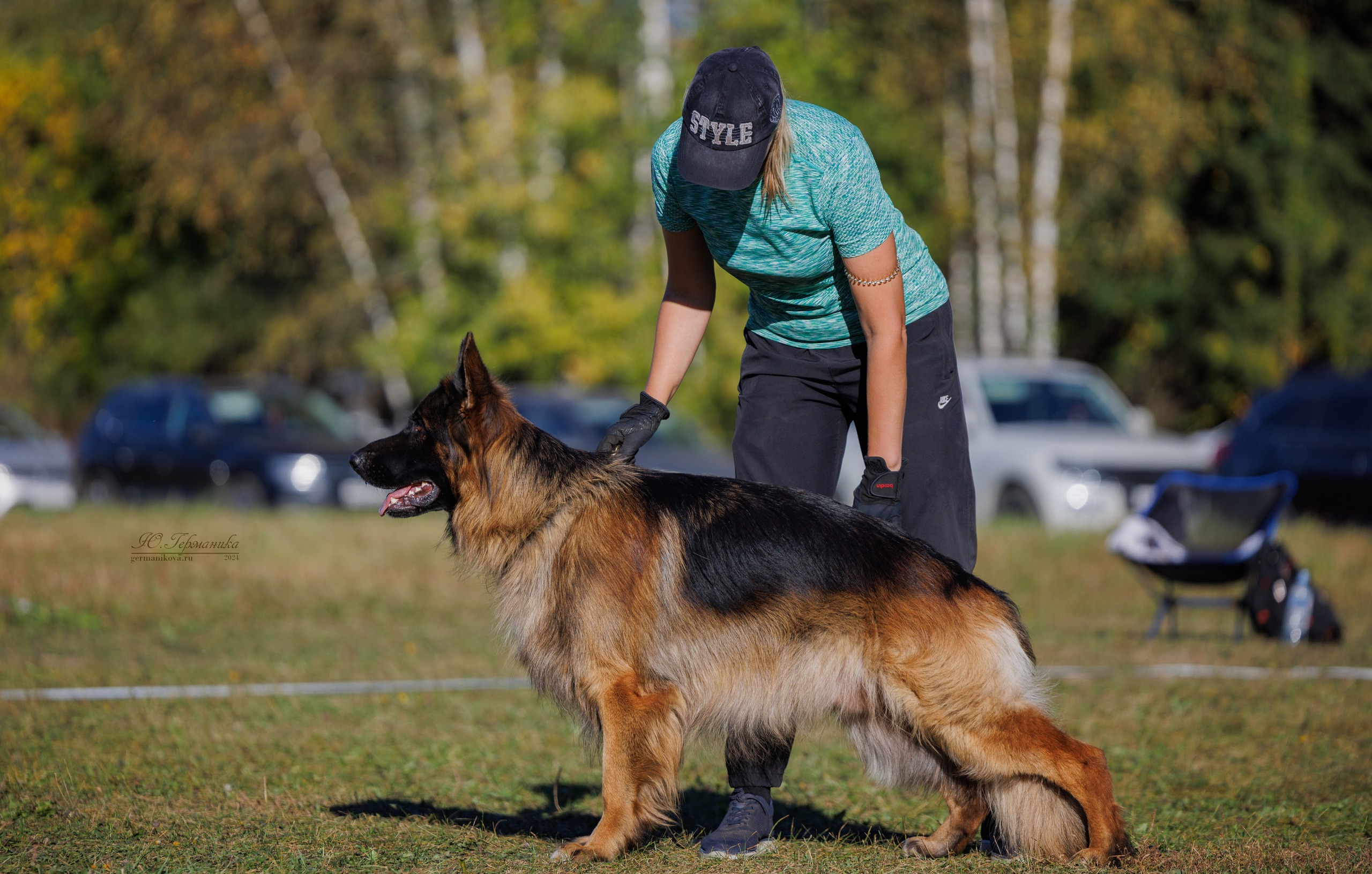Тверь немецкие овчарки 22.09.2024. Фотограф-анималист Юлия Германика