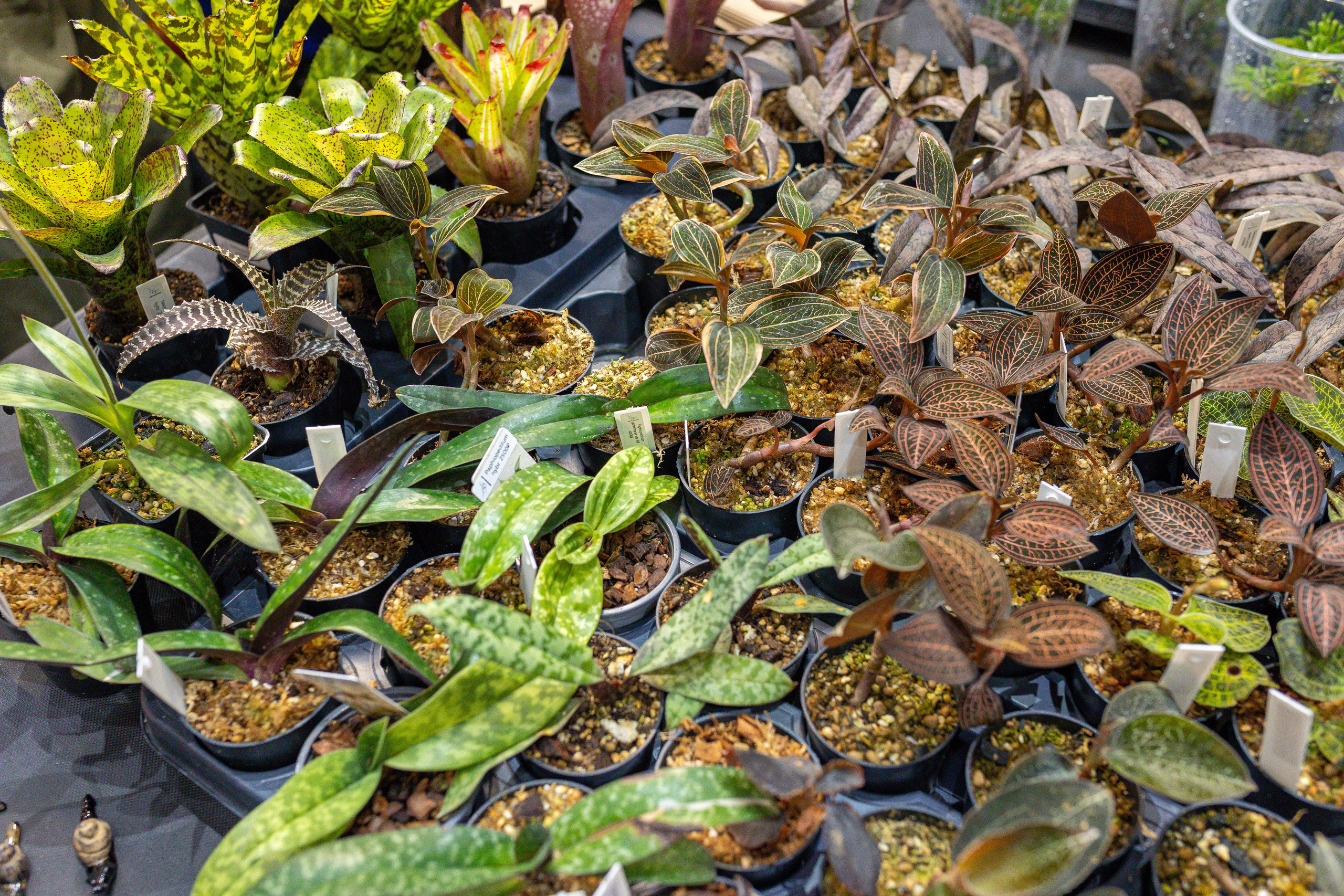 Орхидиум 12.2025. Александра Куликова фотограф, Москва