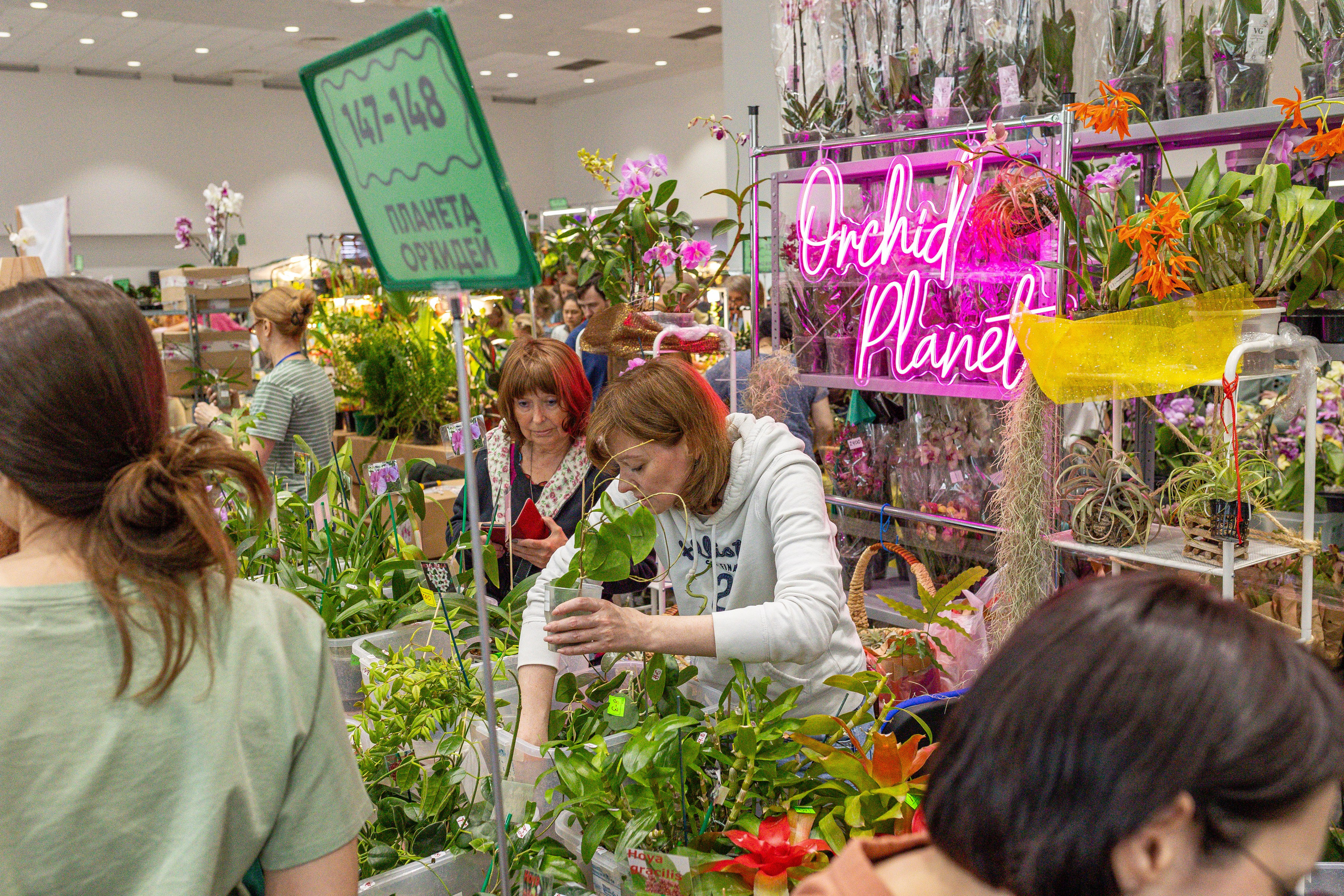 Орхидиум май 2025. Александра Куликова фотограф, Москва