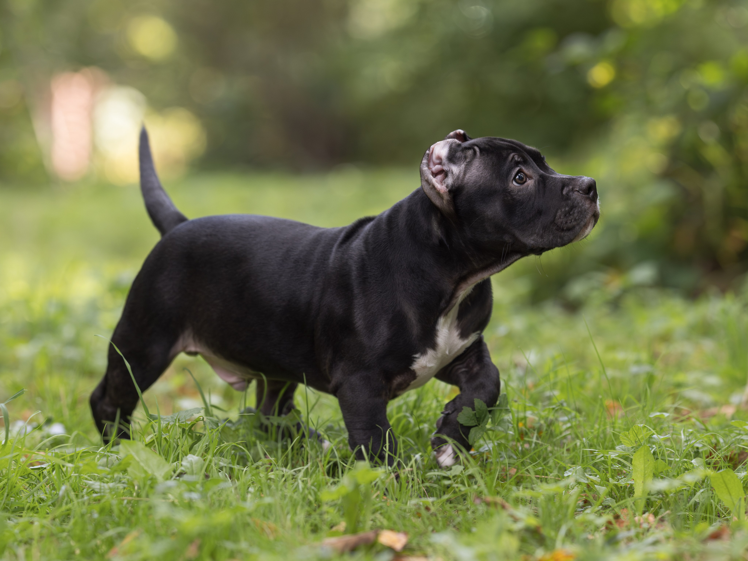 Американские булли (на природе). Фотограф-анималист в Москве, МО и Владимире