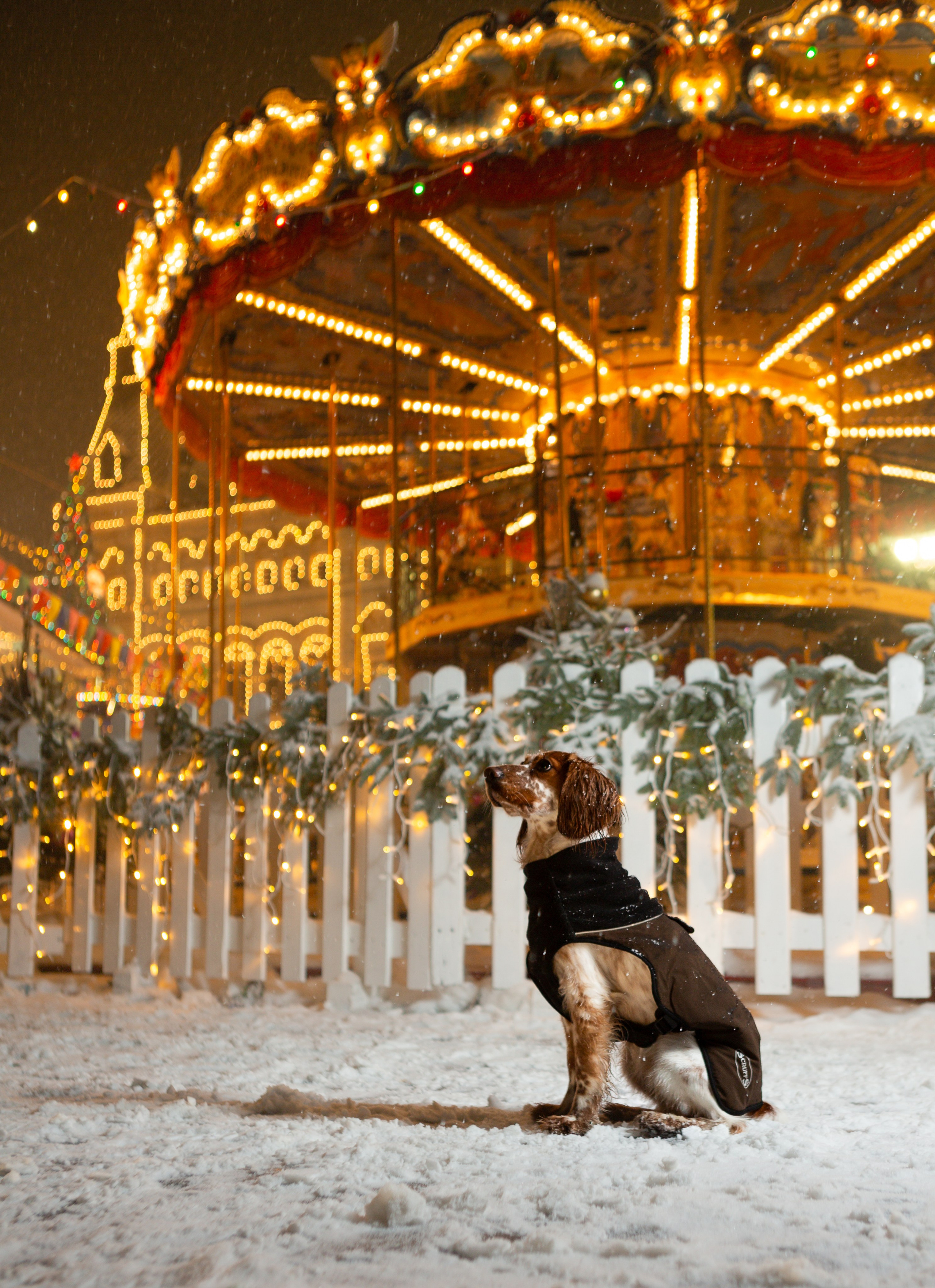 Йоль и Паля. Фотограф-анималист в Москве, МО и Владимире