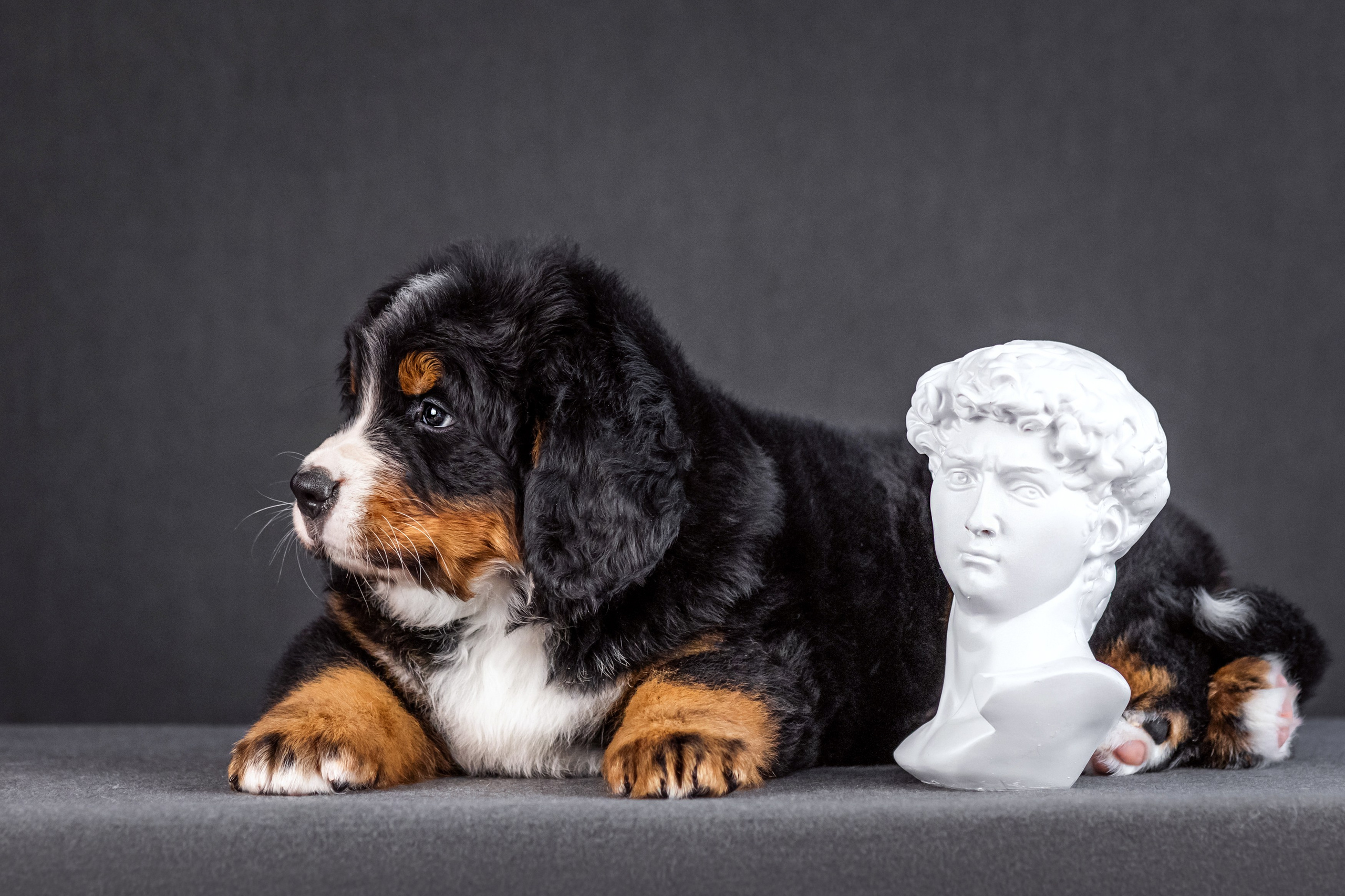 Берны. Фотограф анималист Аня Ливанова | Рыбинск