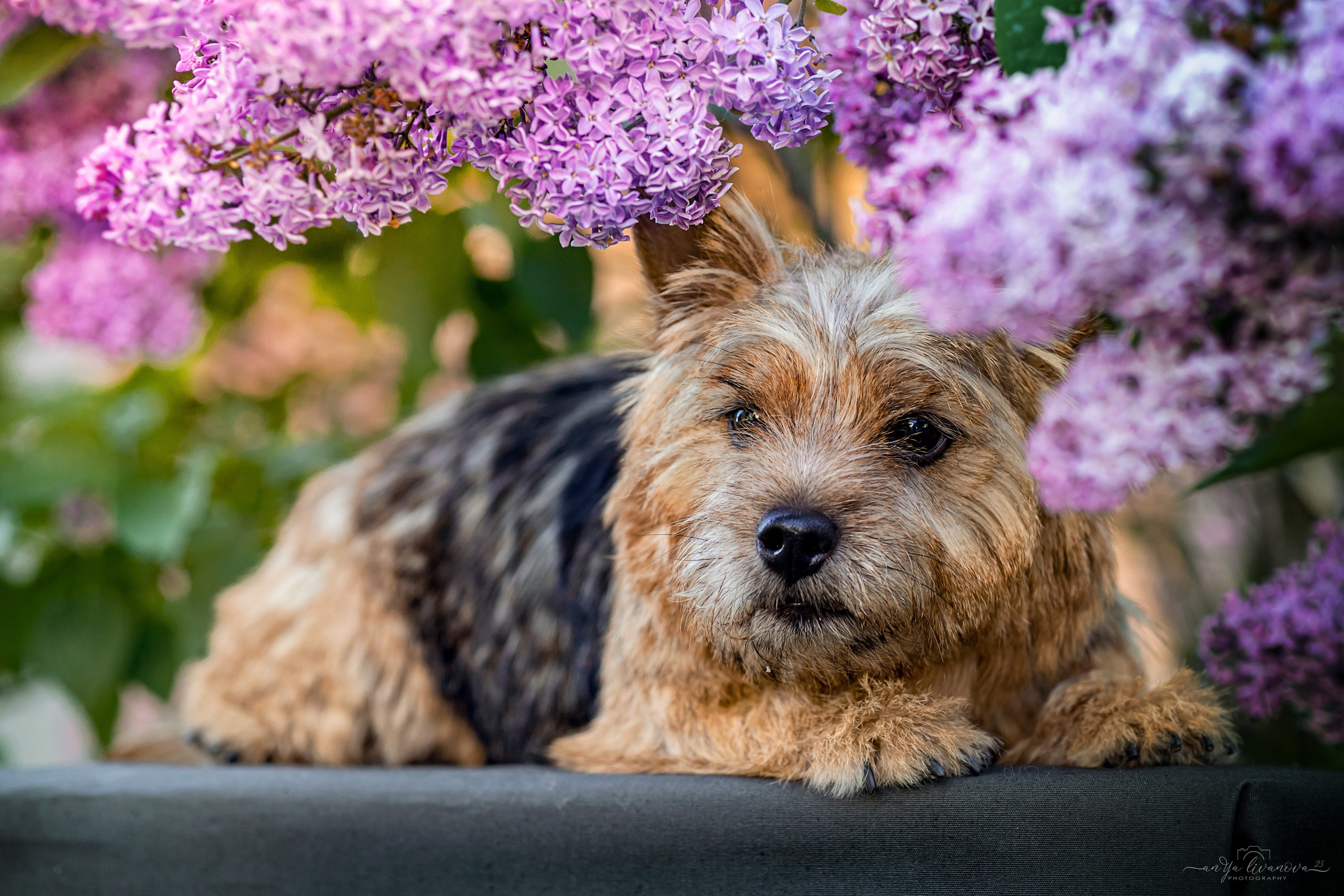 Сирень. Фотограф анималист Аня Ливанова | Рыбинск