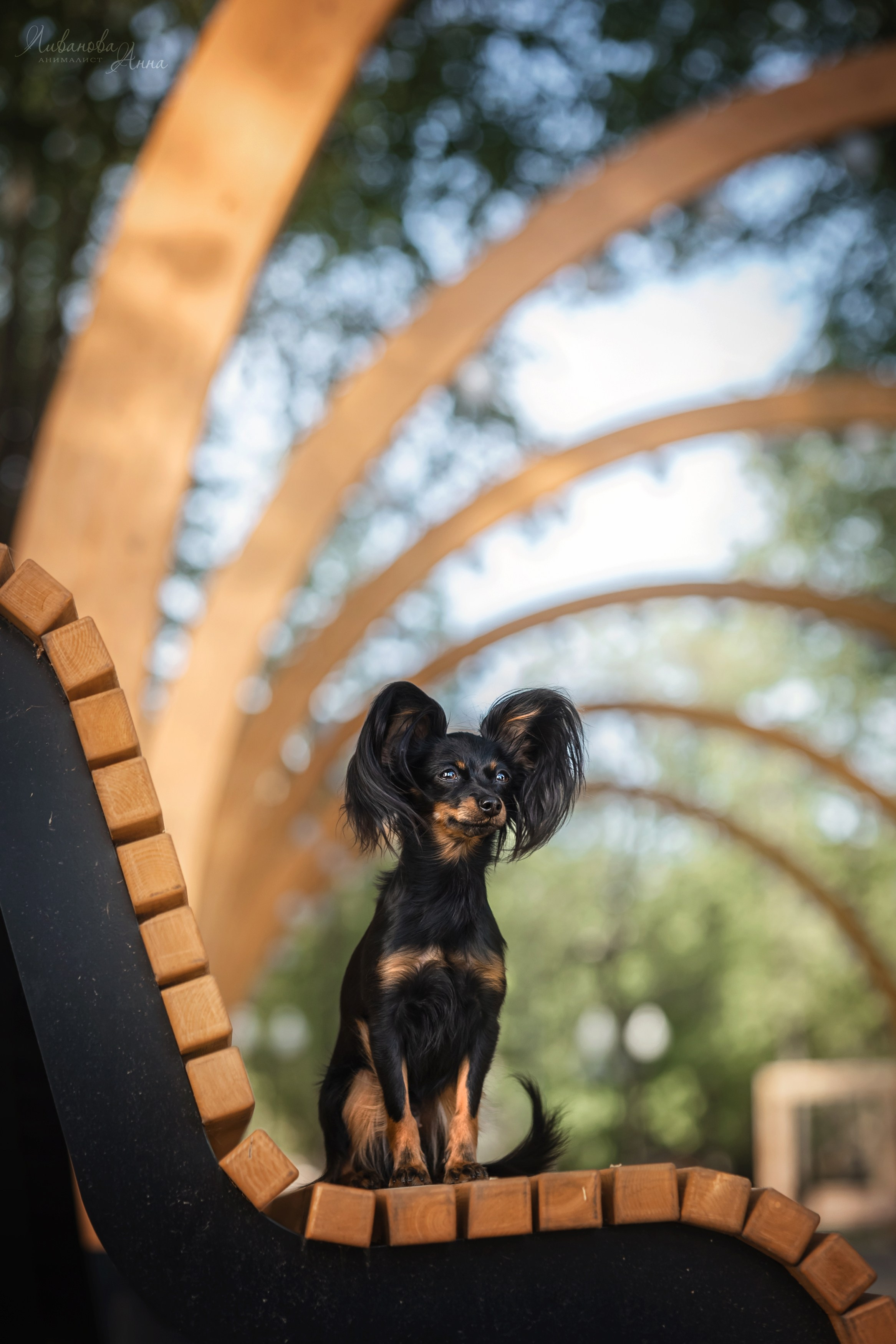 Лена и тойчики. Фотограф анималист Аня Ливанова | Рыбинск