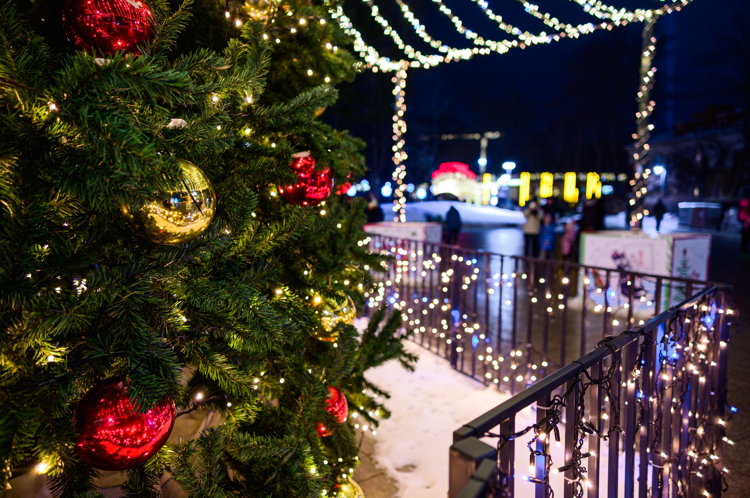 Зимняя Калининградская область. Фотосъемка и видеосъемка в Калининграде Liveemotion.pro