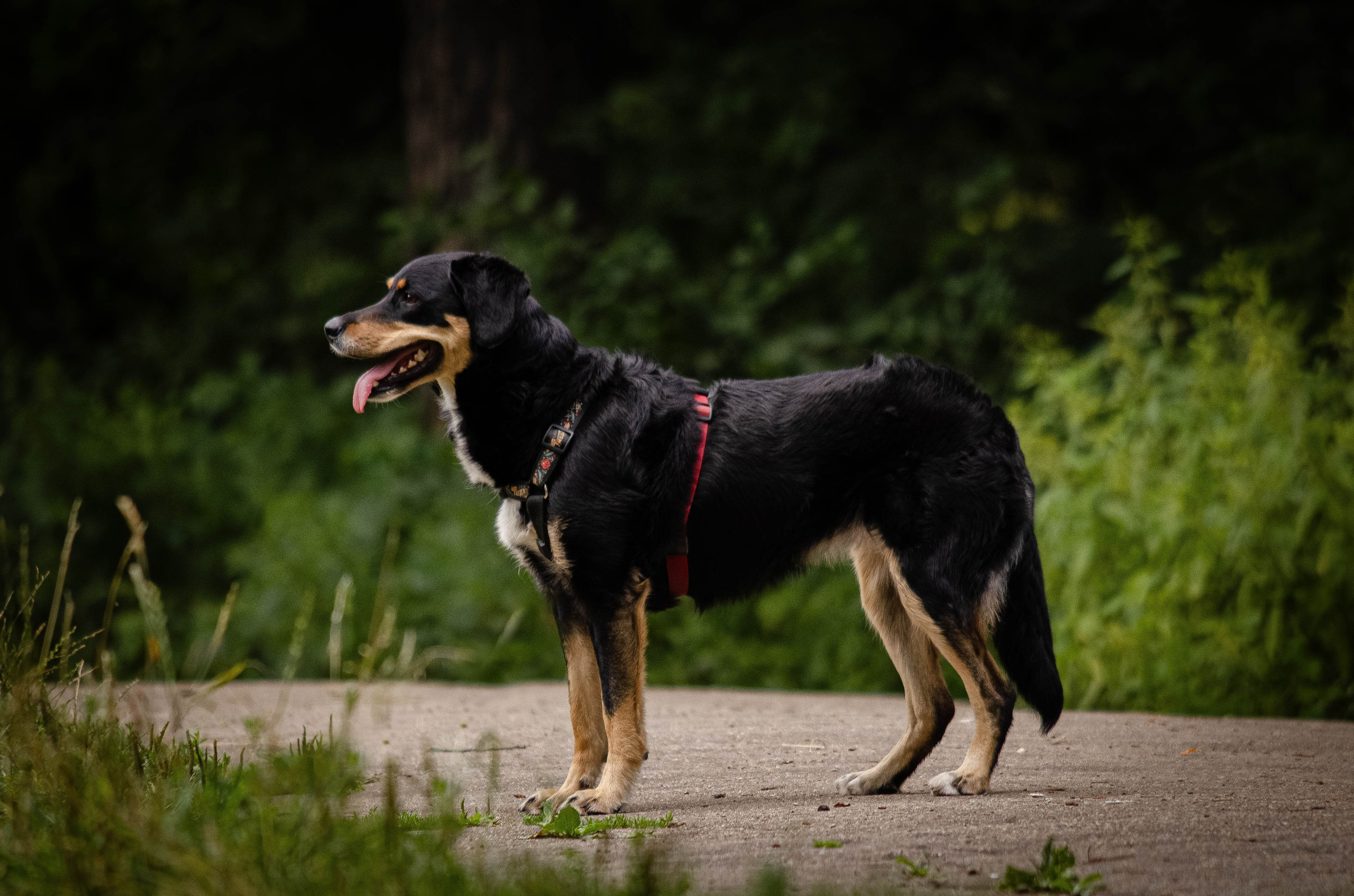 Том и Тося. Фотограф Светлана Блинова, Москва и Московская область