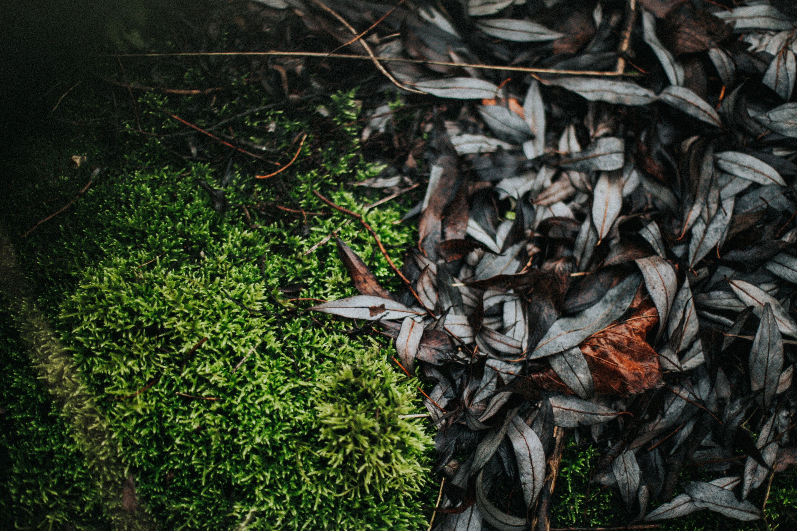 Настя. Осенняя топь. Фотограф в Нижнем Новгороде