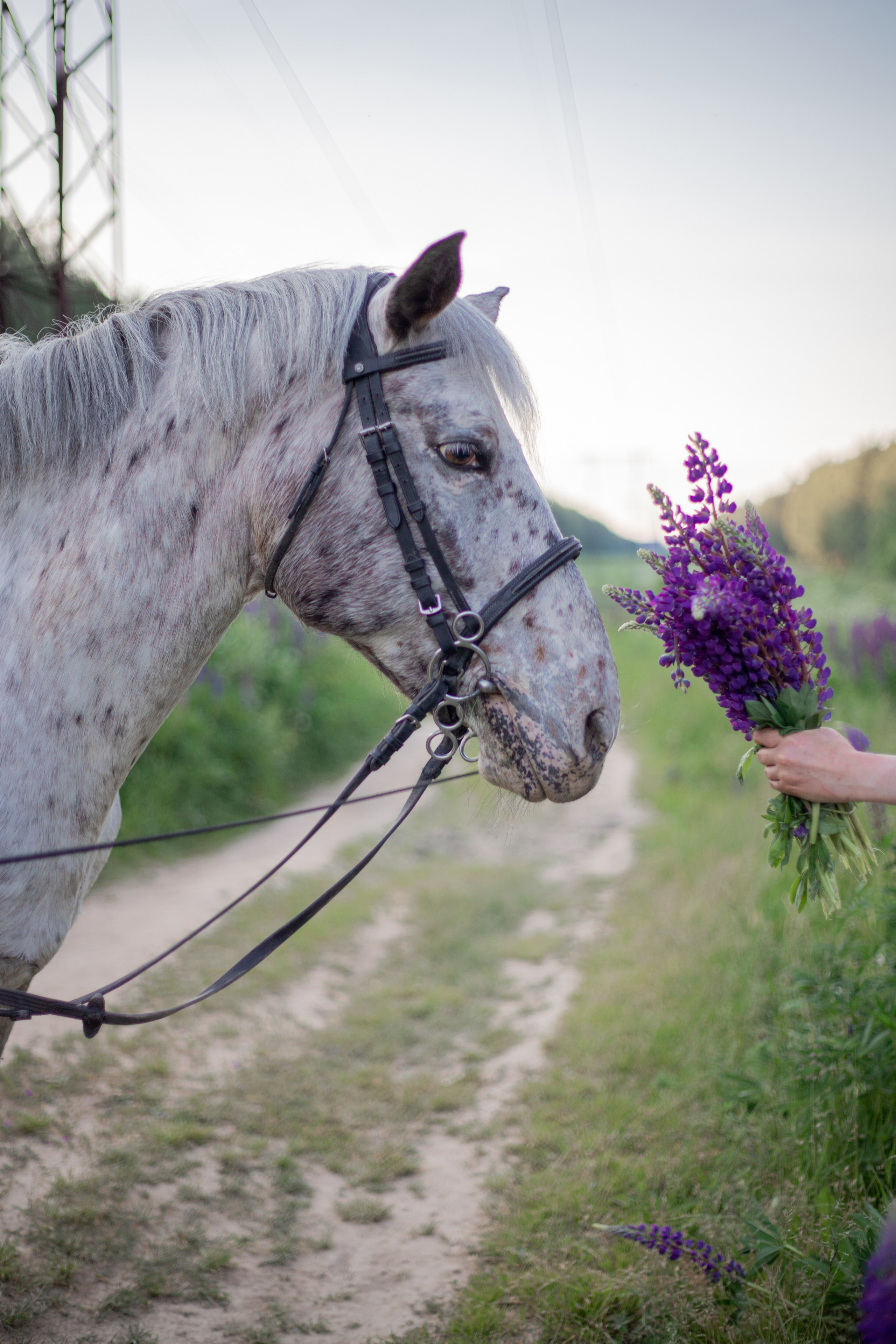 Лошади. Фотосессии с лошадьми в Москве и МО