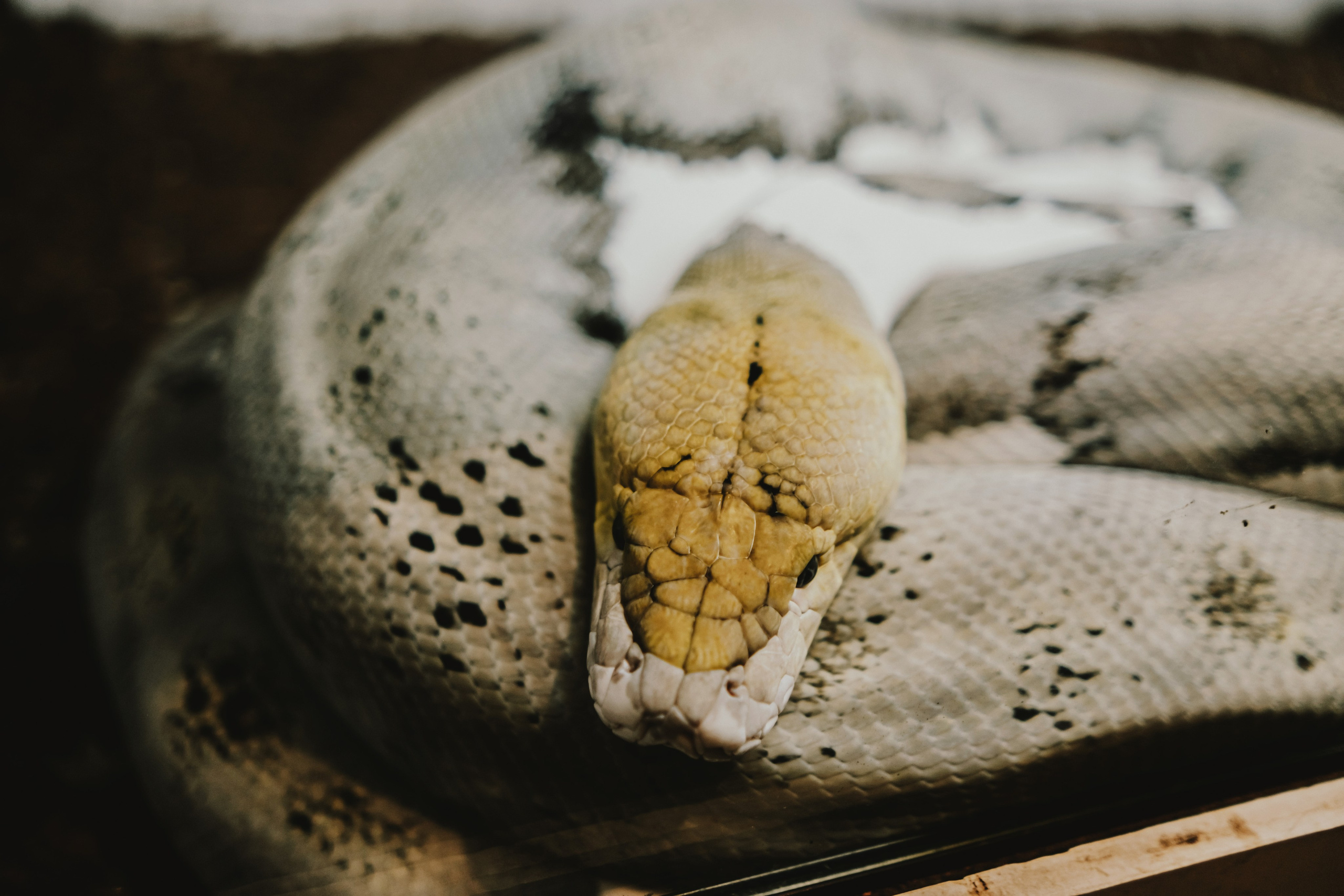 Дом Драконов. Nattie.ph