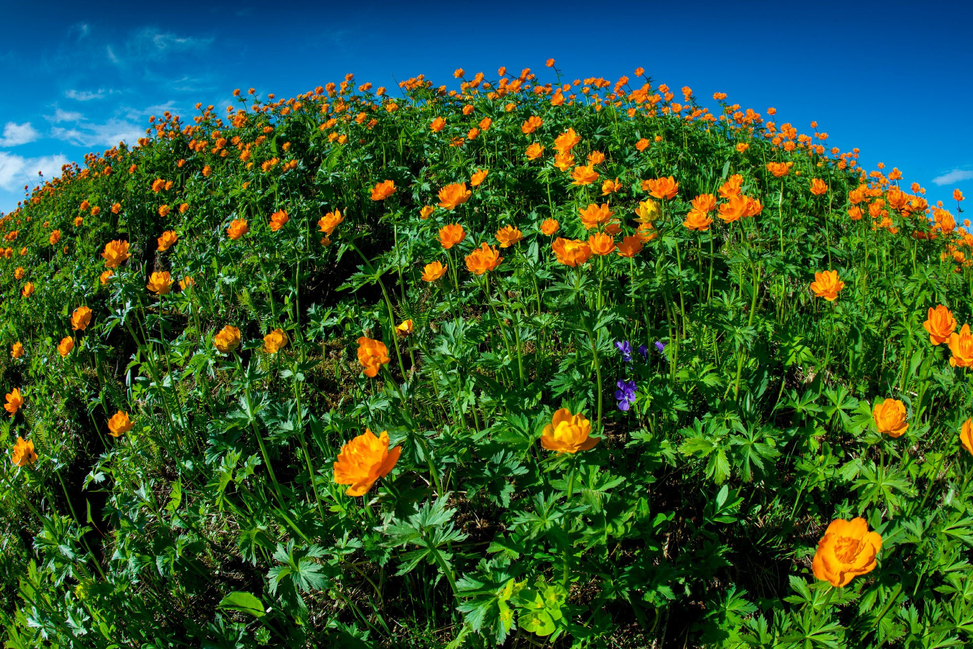 Свадебный фотограф в Геленджике