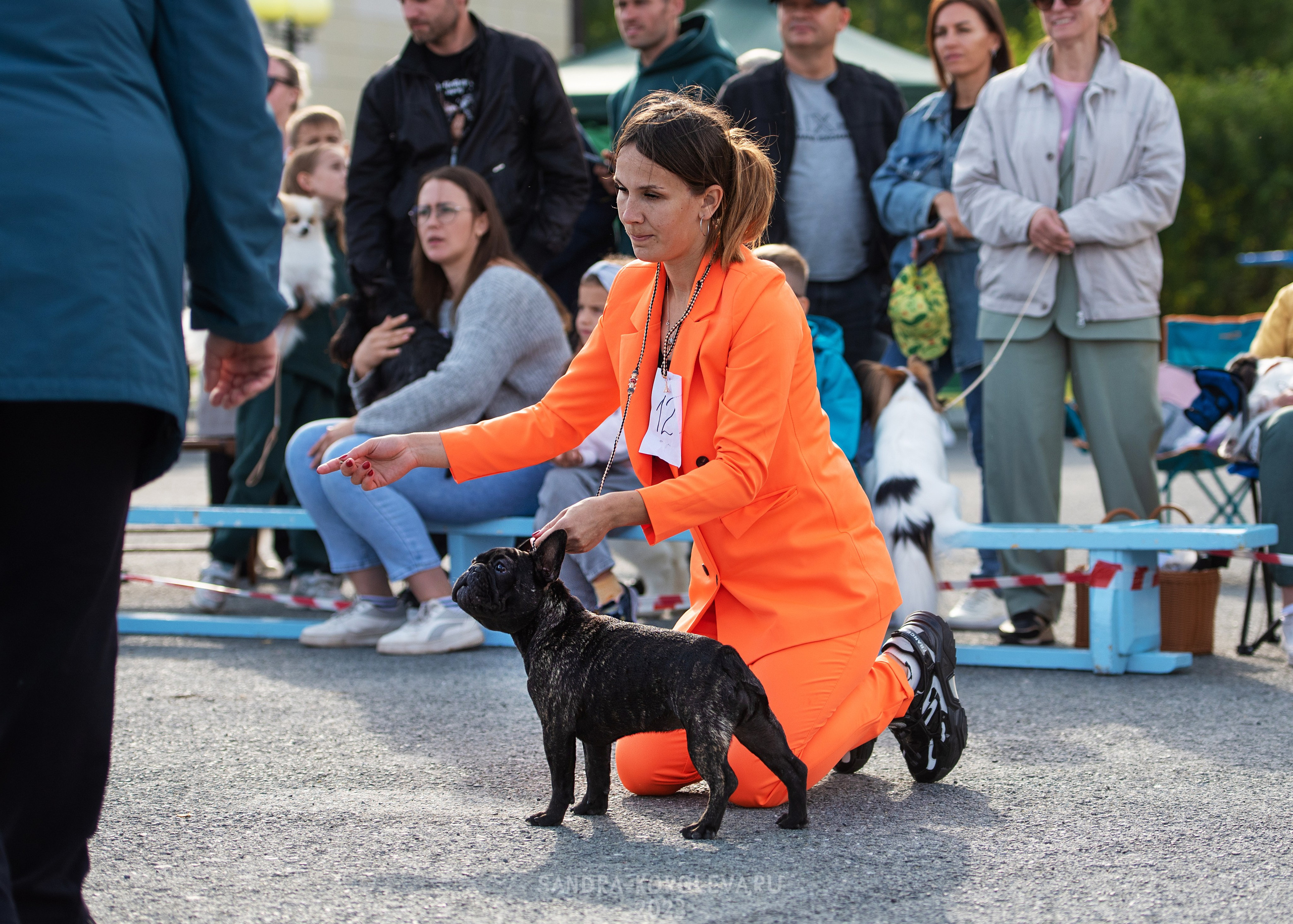 Выставка собак Тюмень 02.09.2023. Дог-фотограф в Тюмени Александра Королева