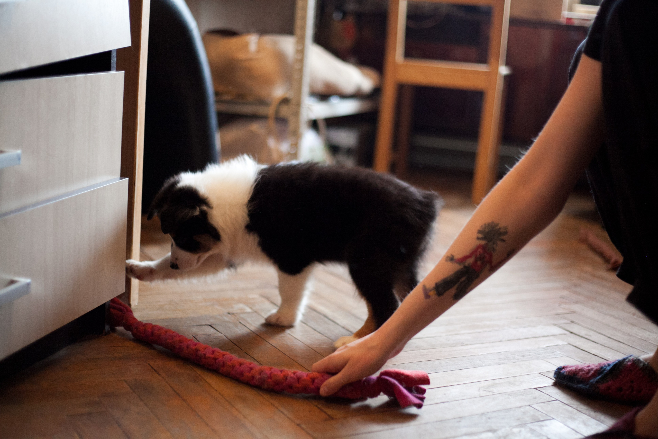 Рыся. BLGKV питомник собак