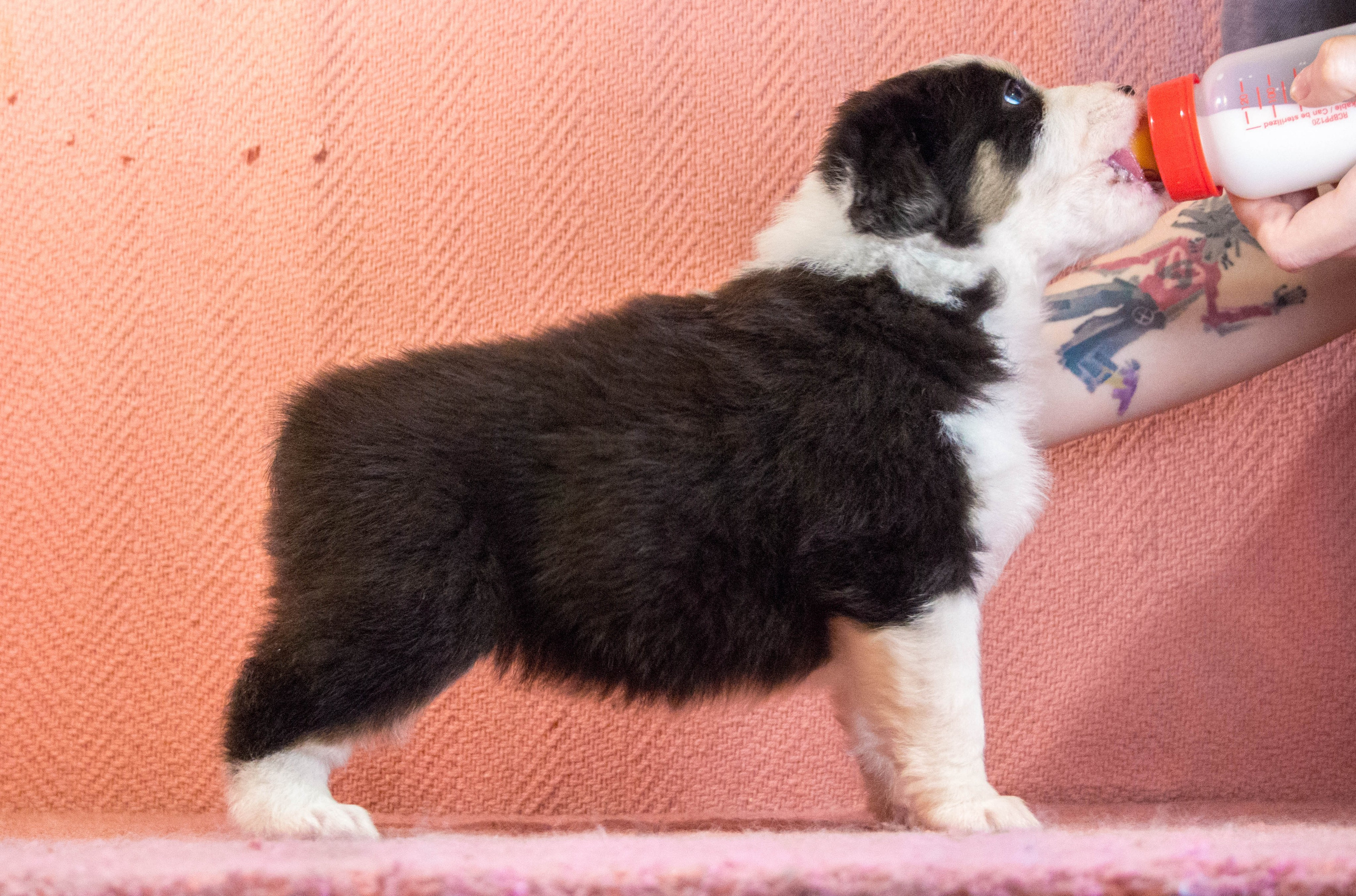 Рави. BLGKV питомник собак