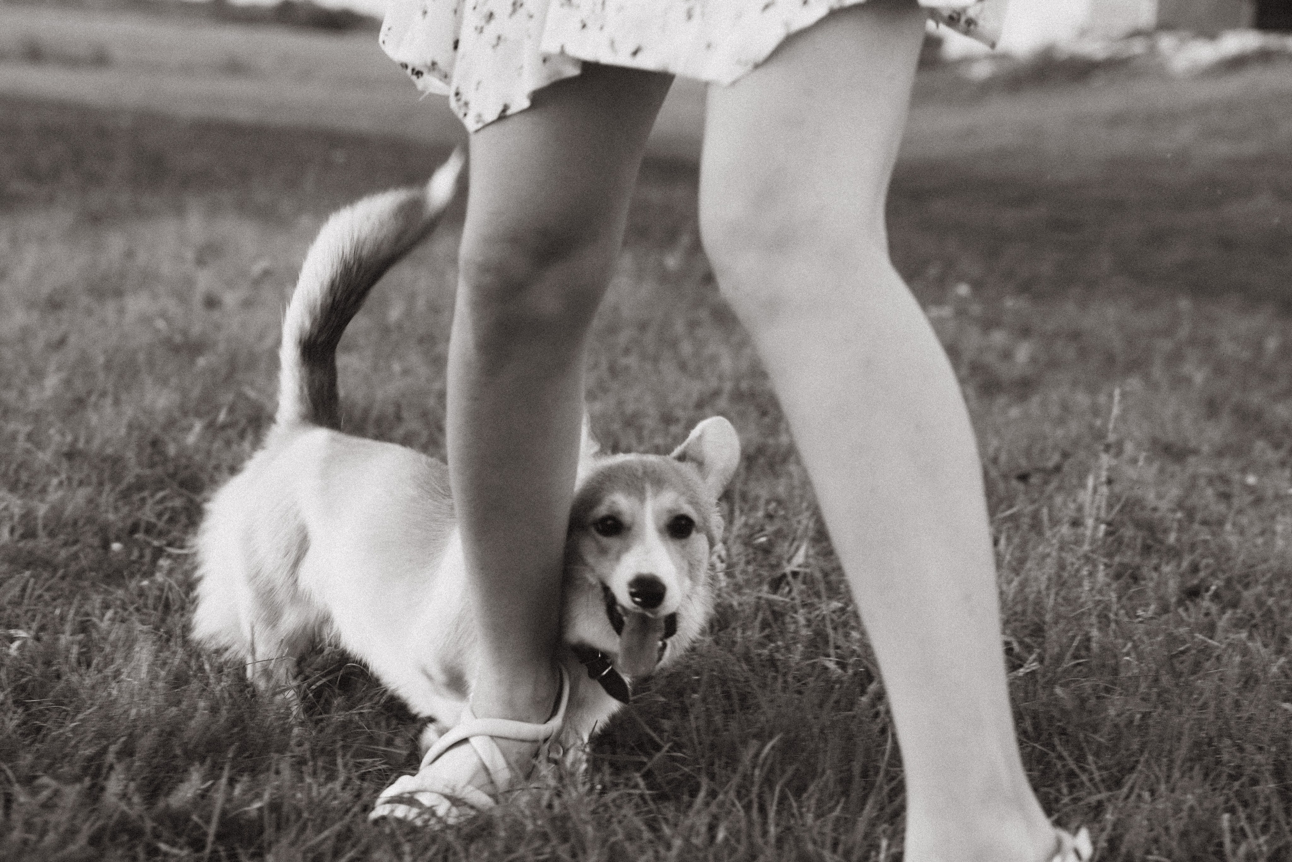 4 лапы, 2 пары ног и одно сердечко на троих ❤. Фотограф Анастасия Романова Рязань