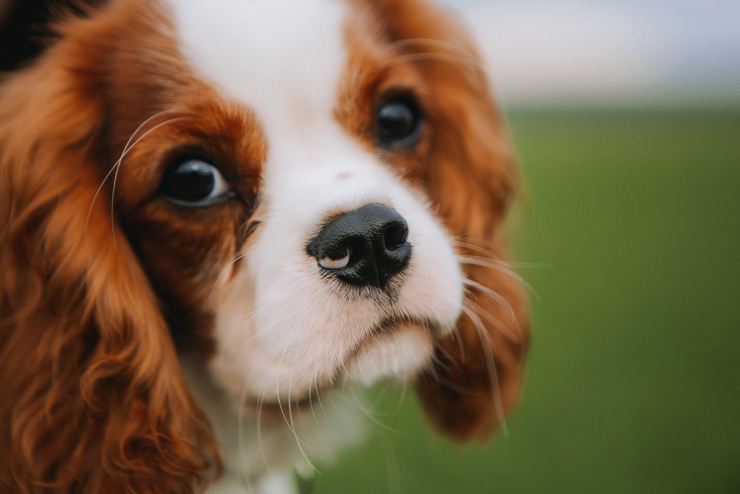 Женя, Марта, Илон. Профессиональная видео и фото съёмка в Калуге и области