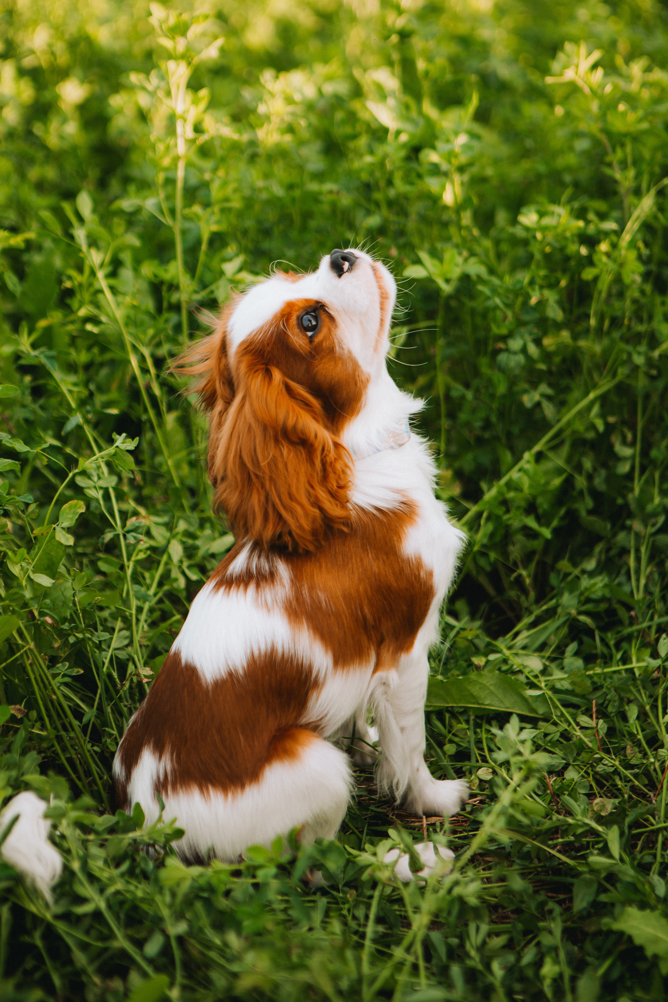 Женя, Марта, Илон. Профессиональная видео и фото съёмка в Калуге и области