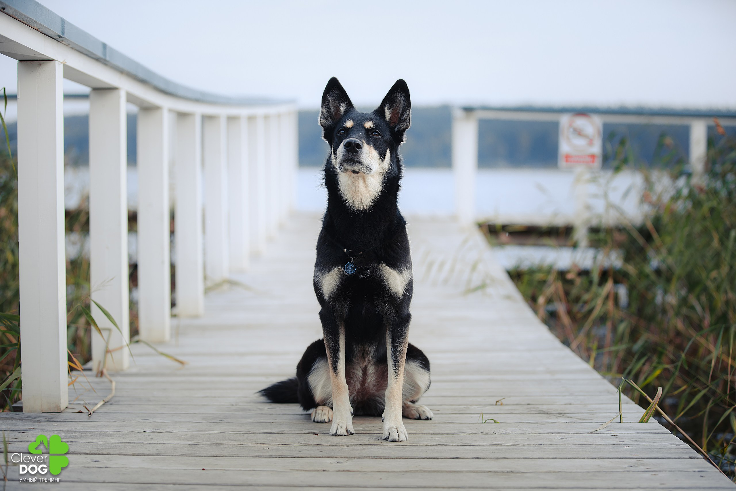 Кинологический лагерь CleverDog, 2024. Фотограф-анималист Mary Mart — Москва, Питер