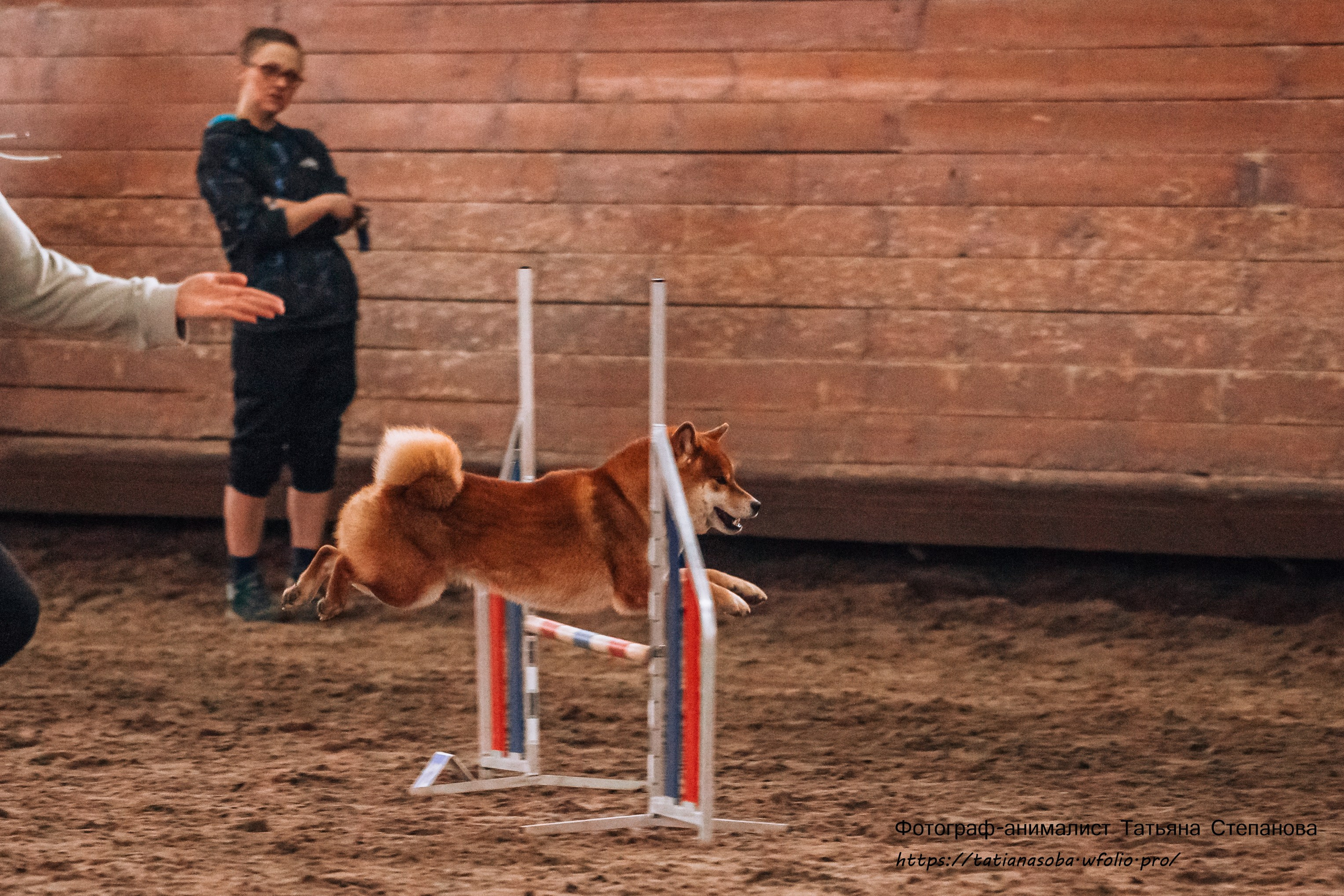 Соревнования по Аджилити 25.02.2024. Фотограф-анималист Татьяна Степанова