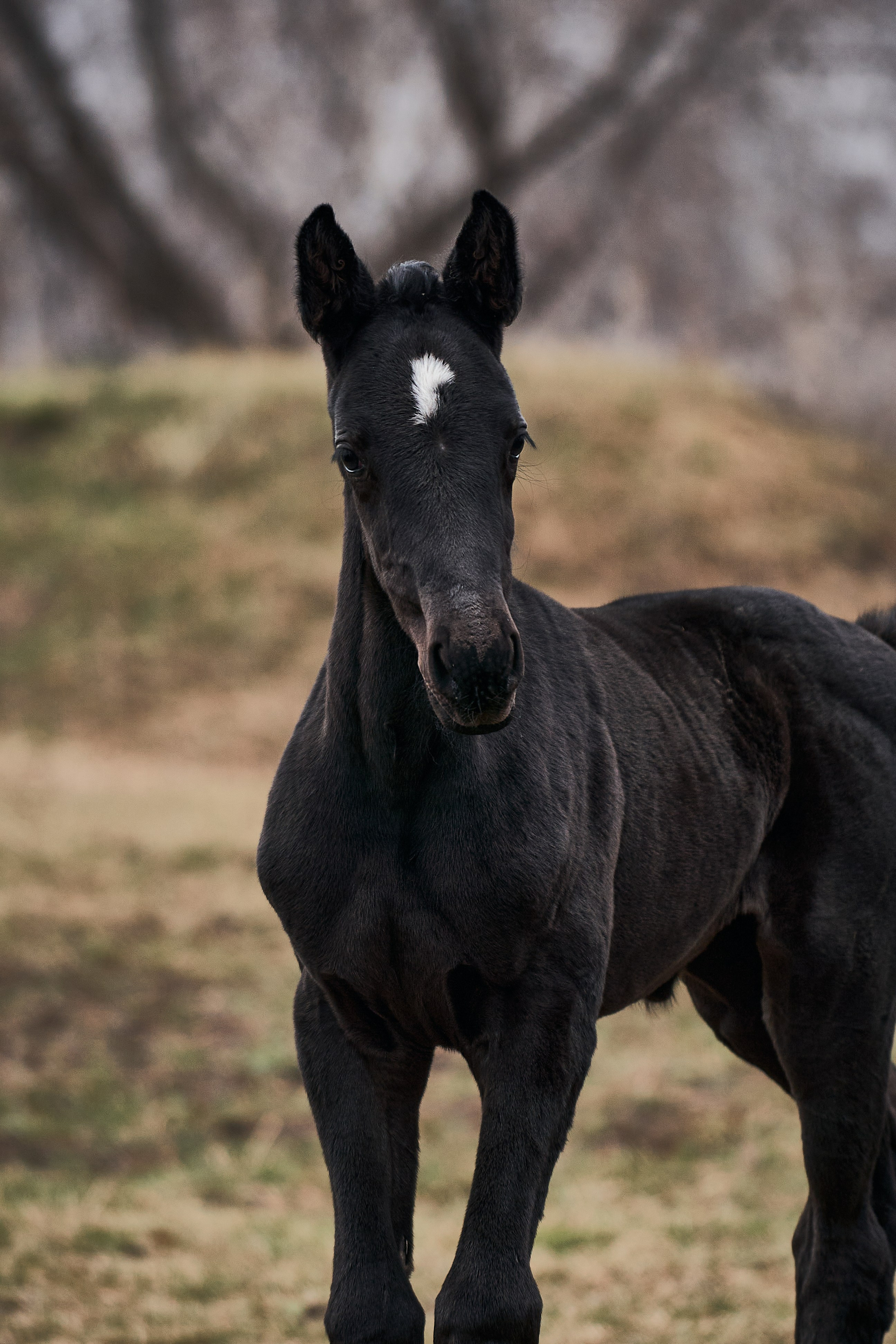 Деспина Хит, спортивная помесь, КСОЦ «Свобода». Фотосессии с лошадьми в Москве, Новосибирске
