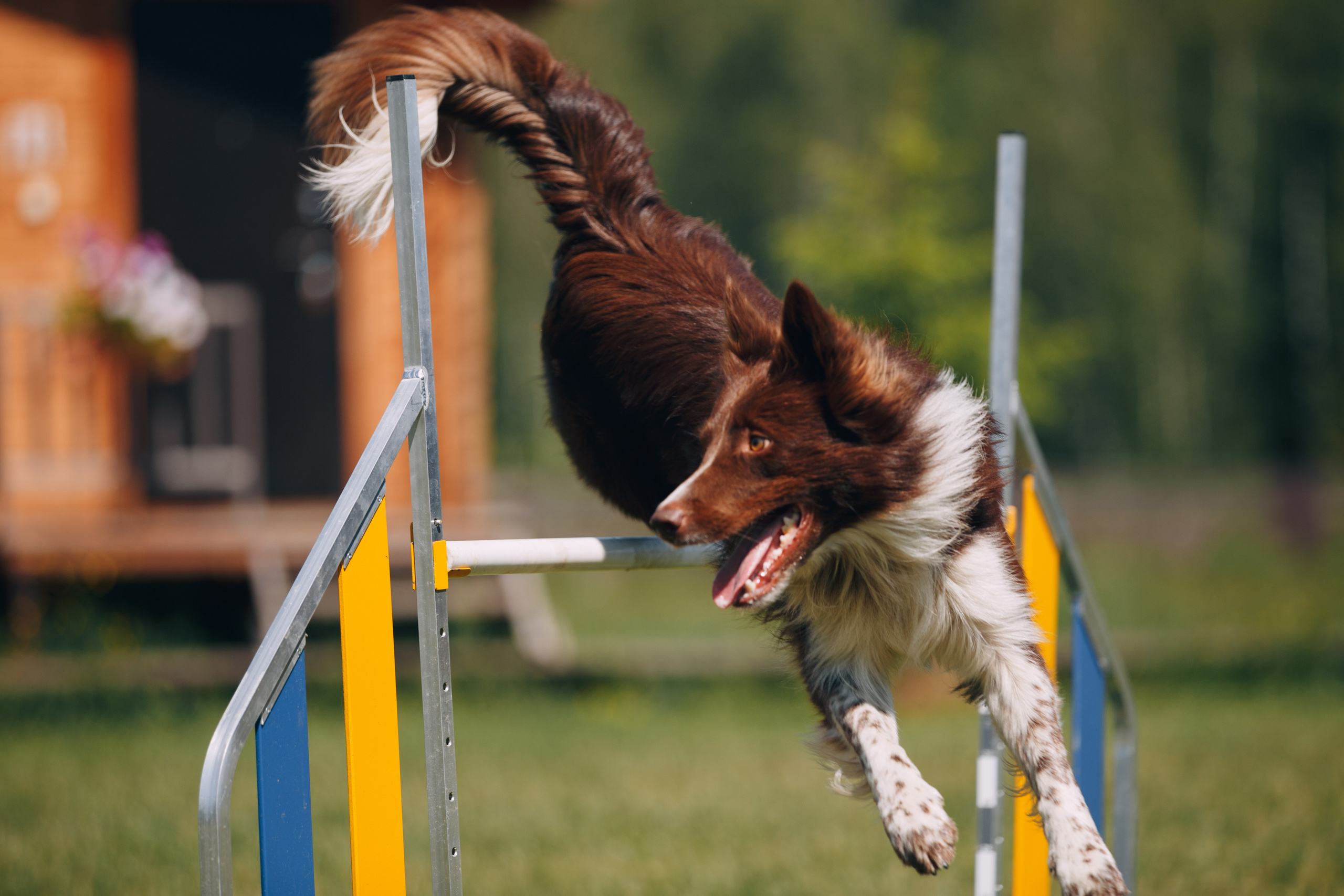 Кинологический лагерь в Горыныче. Фотограф анималист Кристина Карпова, Москва