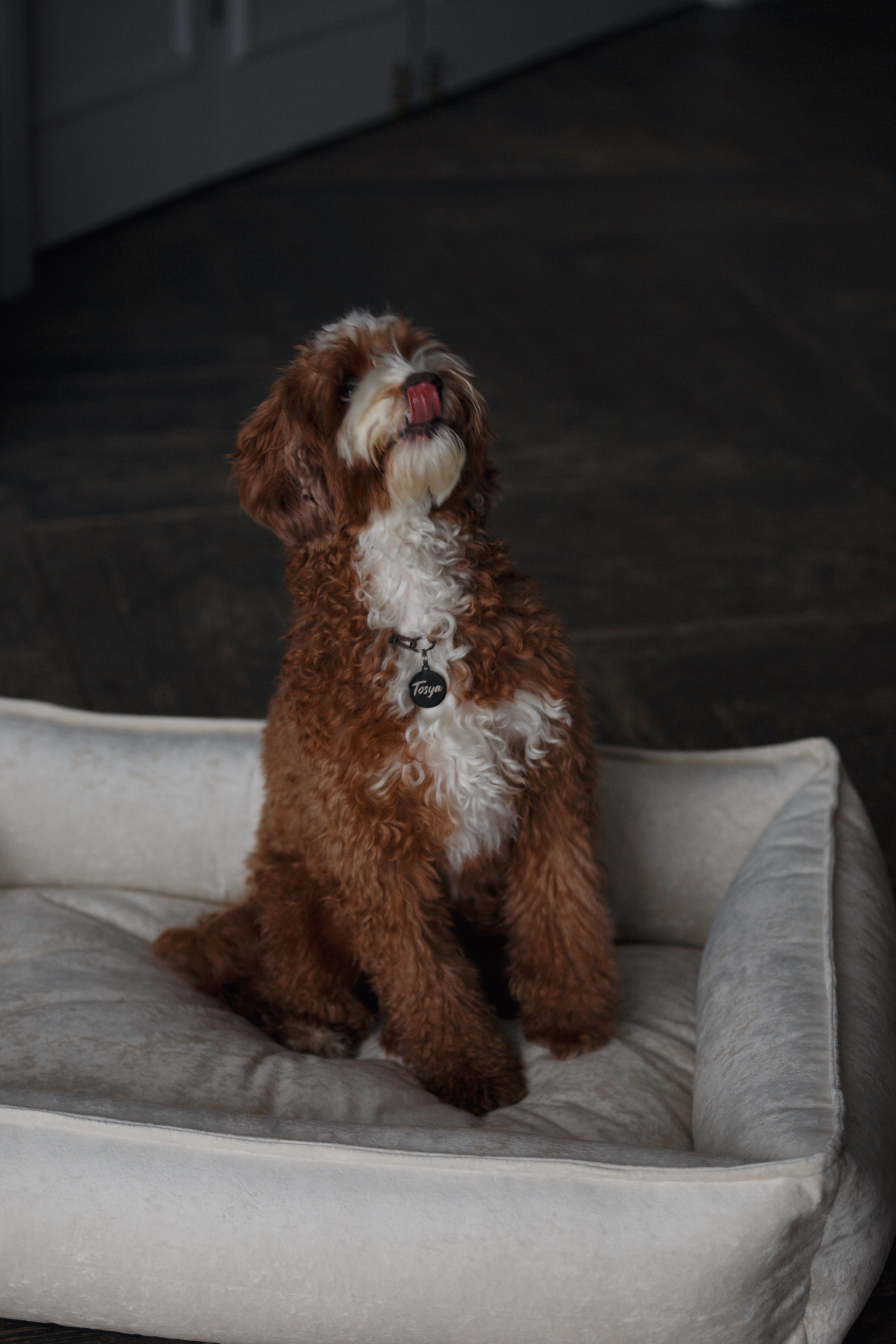 Bmbh лежанки и адресники. Фотограф анималист Кристина Карпова, Москва