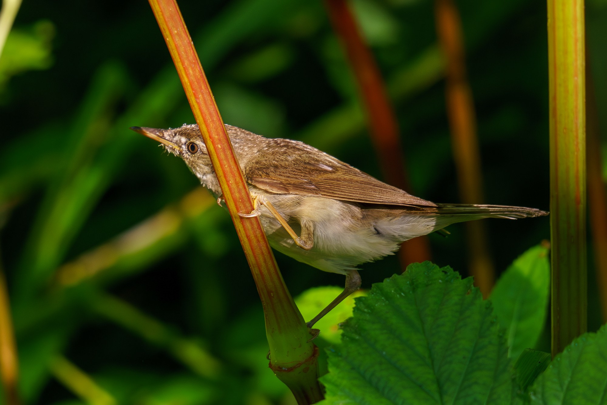 Удивительные мир птиц. Вокруг нас столько прекрасного — присмотритесь!. Ваш личный фотограф Марина Волкова