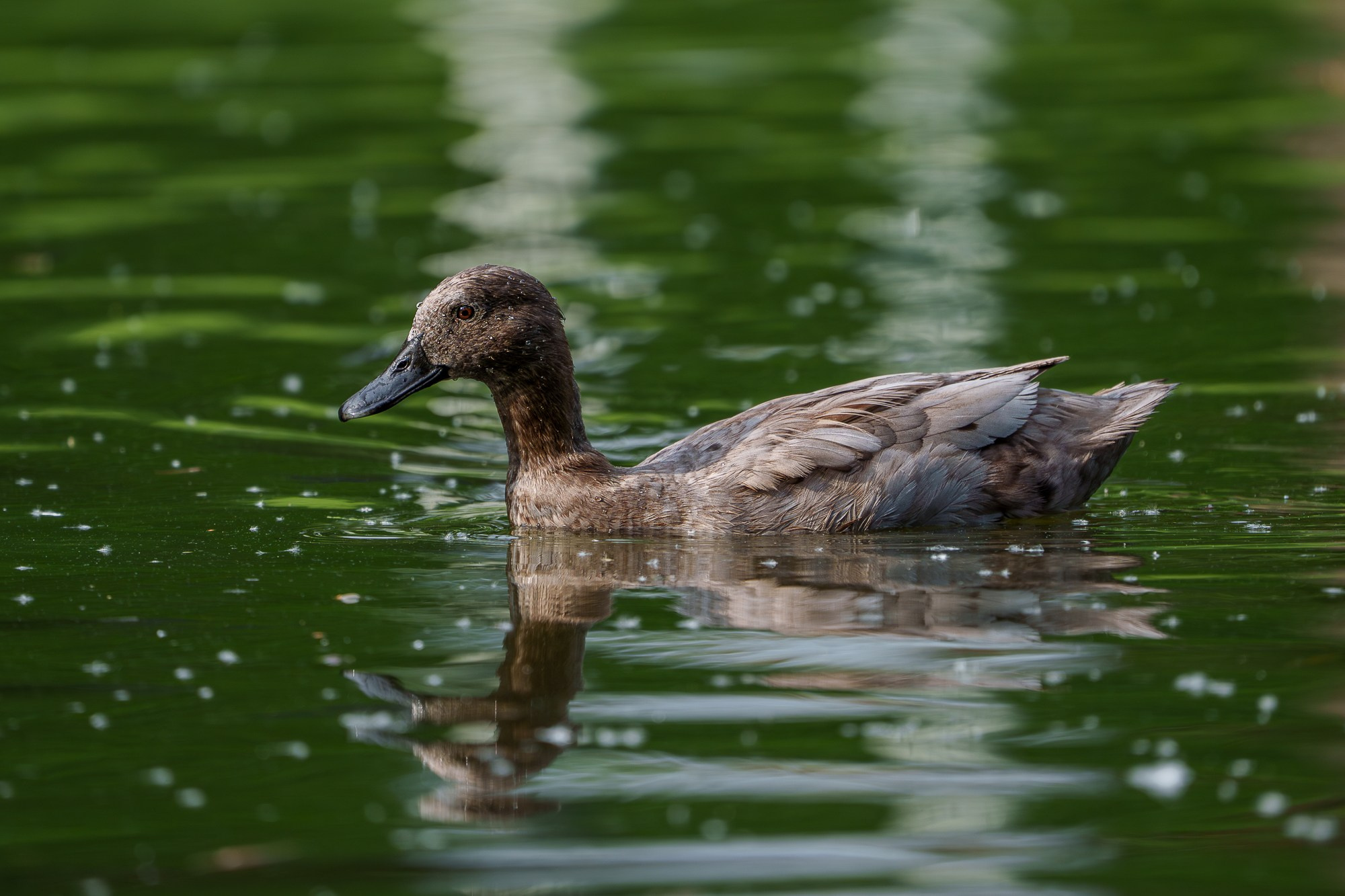 Удивительные мир птиц. Вокруг нас столько прекрасного — присмотритесь!. Ваш личный фотограф Марина Волкова