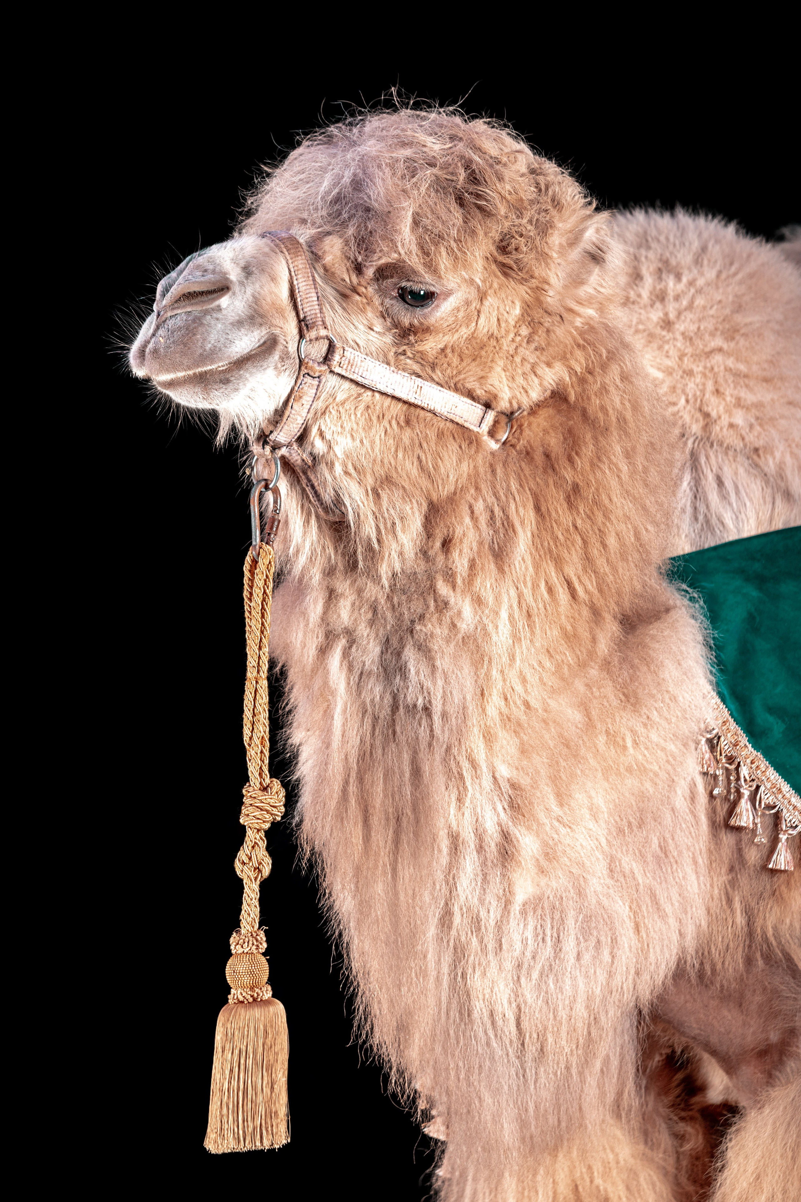 SHUSTOVI/ANIMALS. Sveta GOSHTAUTAS фотограф Пермь