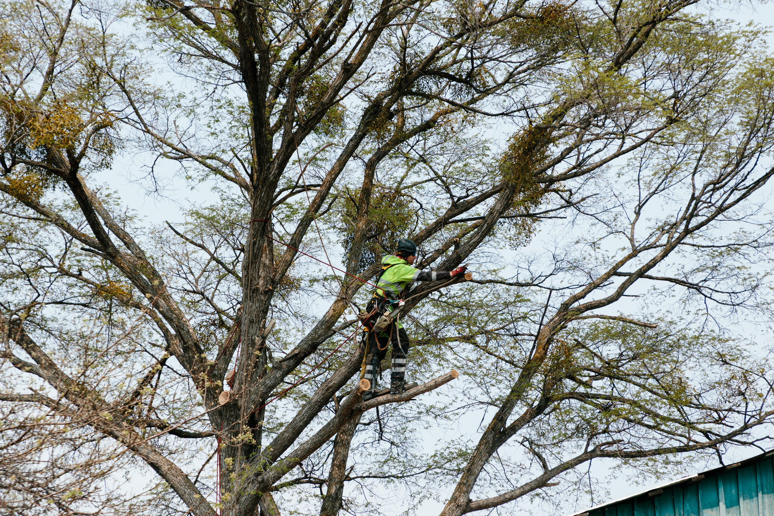 Арборист. Семейный фотограф в Хабаровске Катаева Ольга