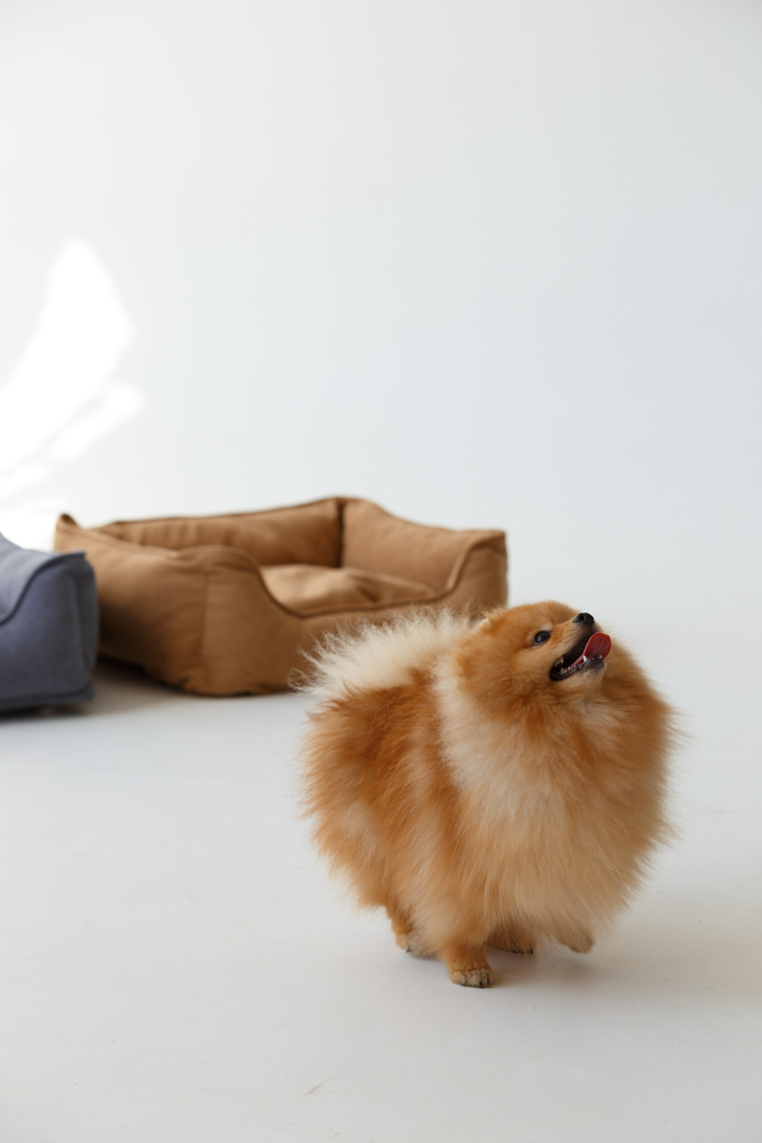 Boonwood Pets лежанки для животных. Фотограф анималист Кристина Карпова, Москва