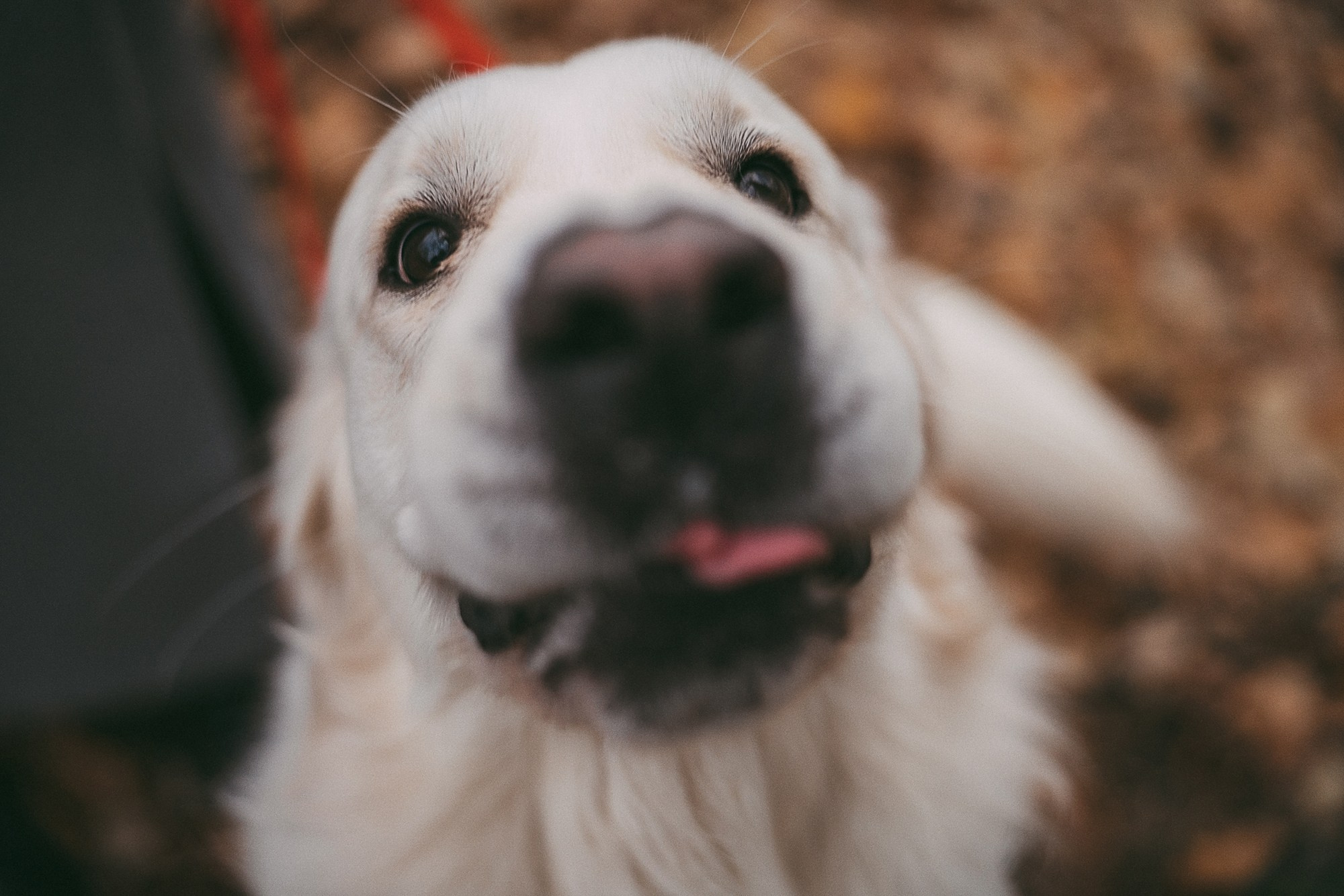 Лена и Мерлин. Фотограф анималист в Москве и Санкт-Петербурге Свиридова Анна