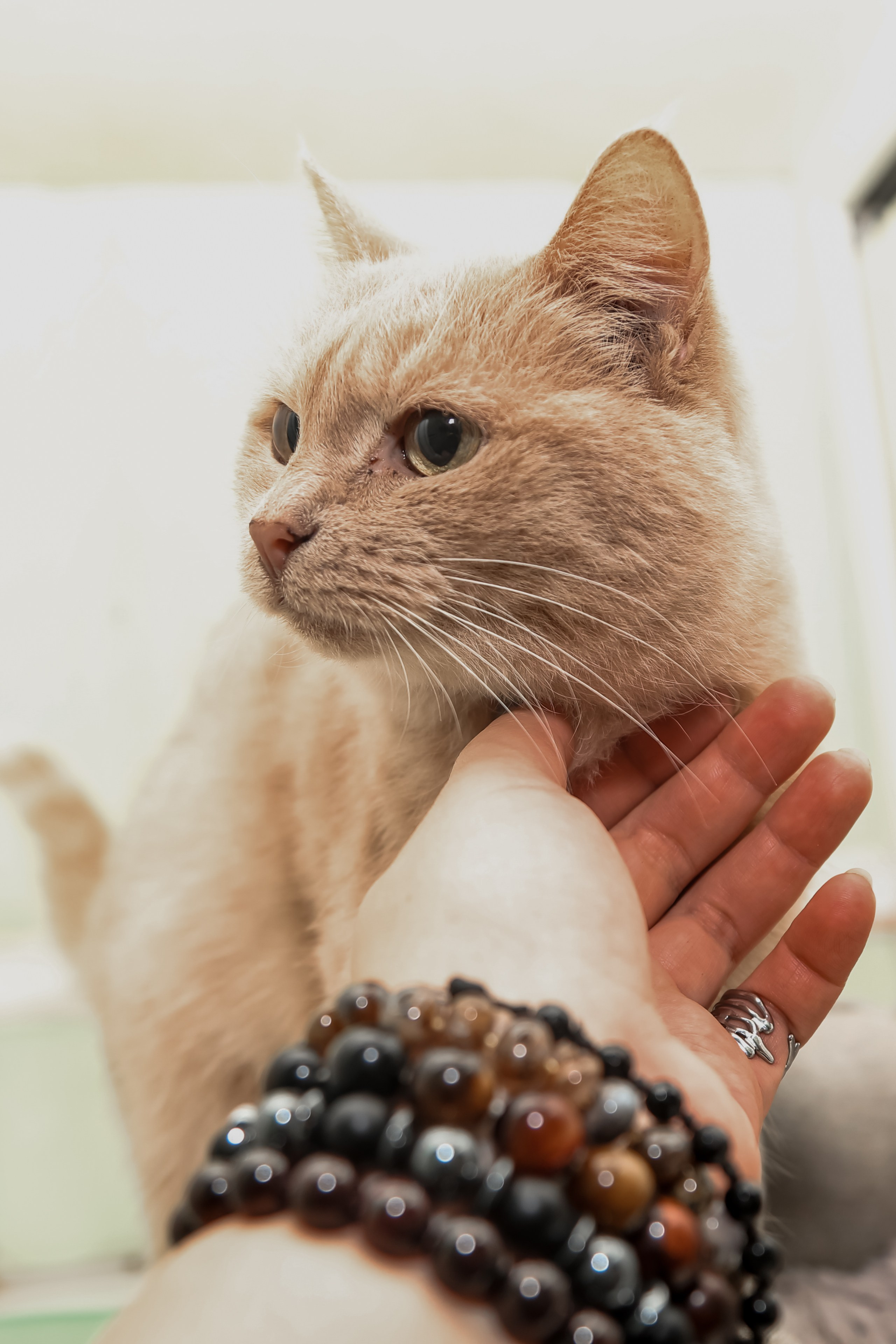 Приют Кошкин Дом Филимоша. Ваш фотограф в Оренбурге Рощупкина Екатерина