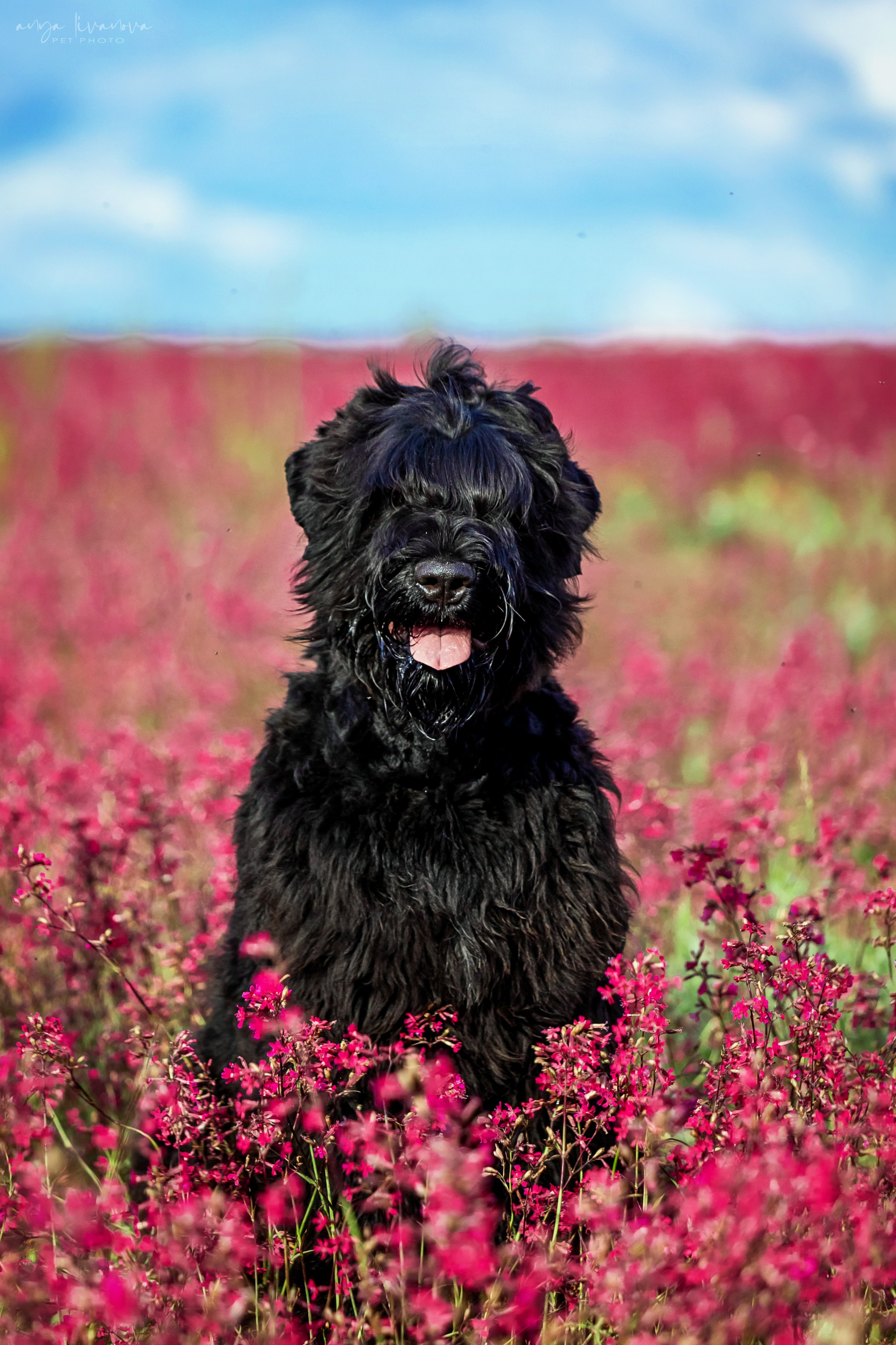 Смолка клейкая. Фотограф анималист Аня Ливанова | Рыбинск