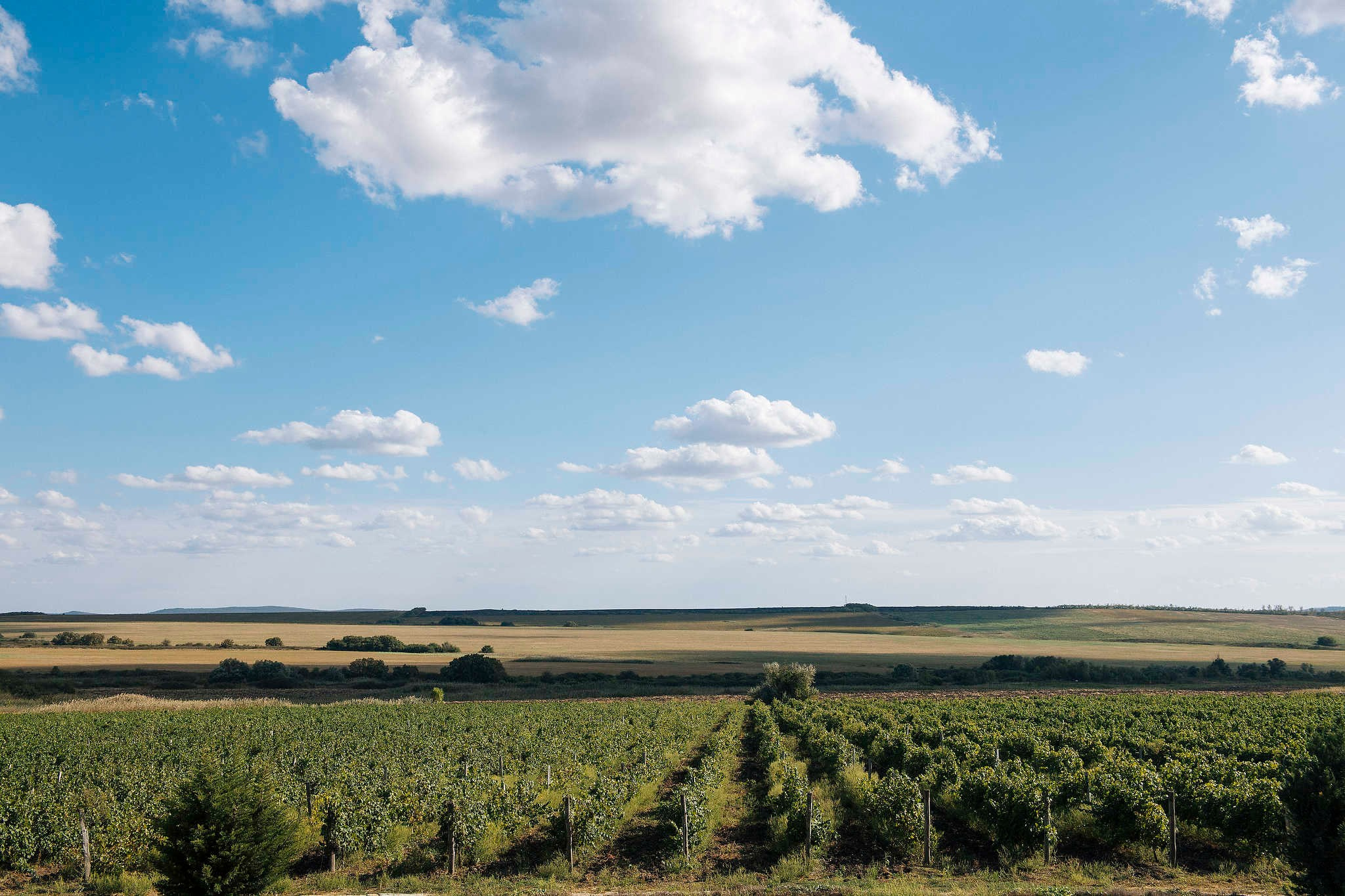 Винодельни Краснодарского края. Фотограф Михаил Мордасов, Сочи. Мероприятия, портреты, спорт, репортаж