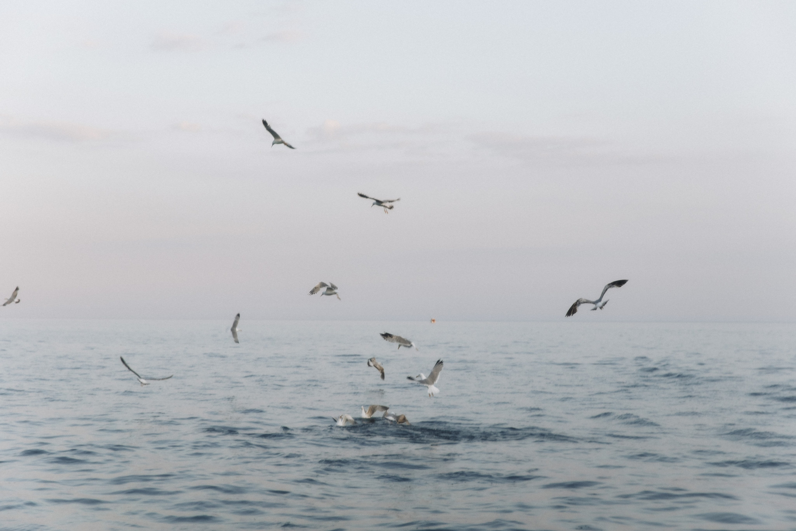 Susanna & Grigoriy. Свадебный фотограф в Севастополе и Крыму| Tanya Sher