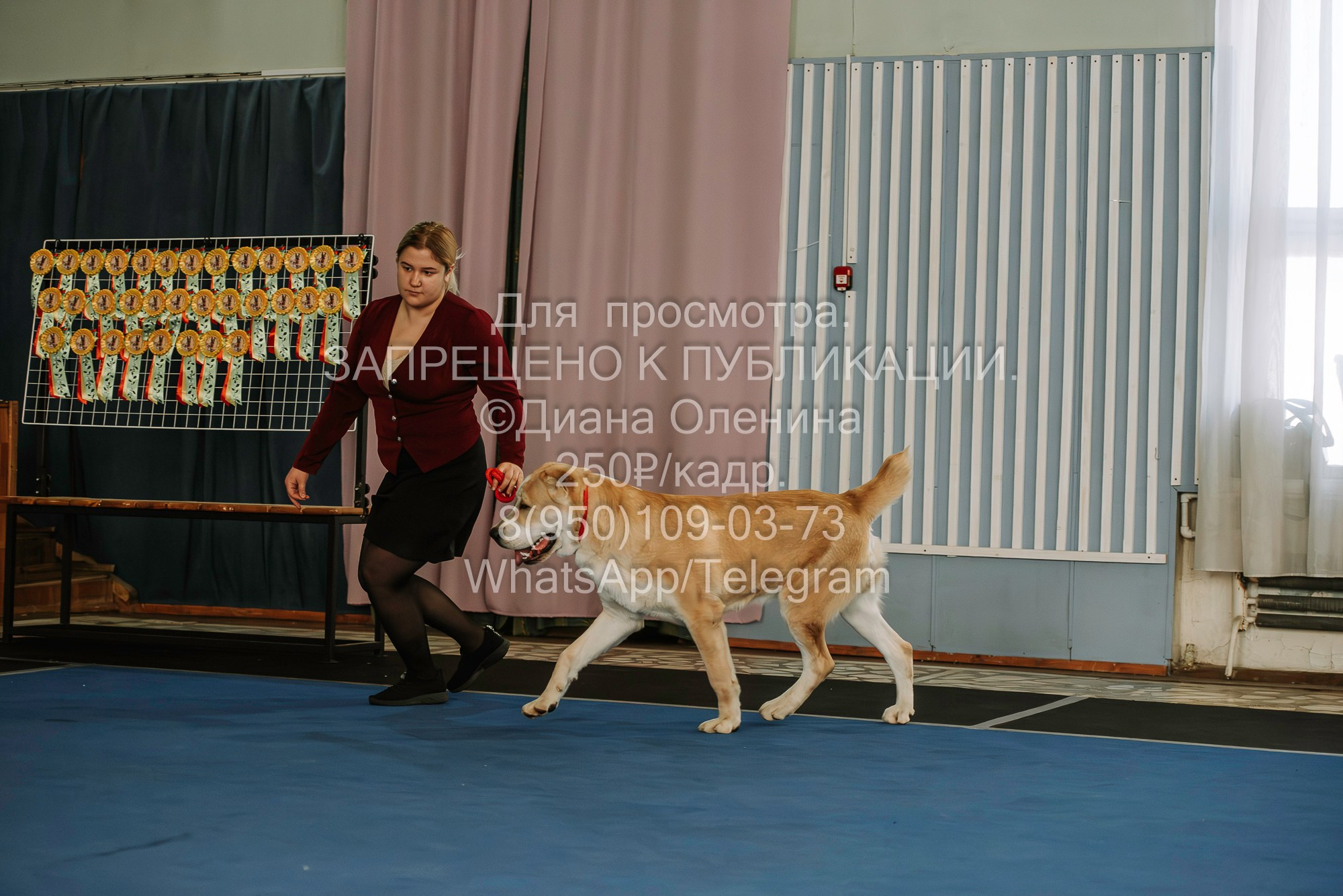 Выставка собак Красноярск 29.10.2023. Фотограф Диана Оленина Красноярск / Братск